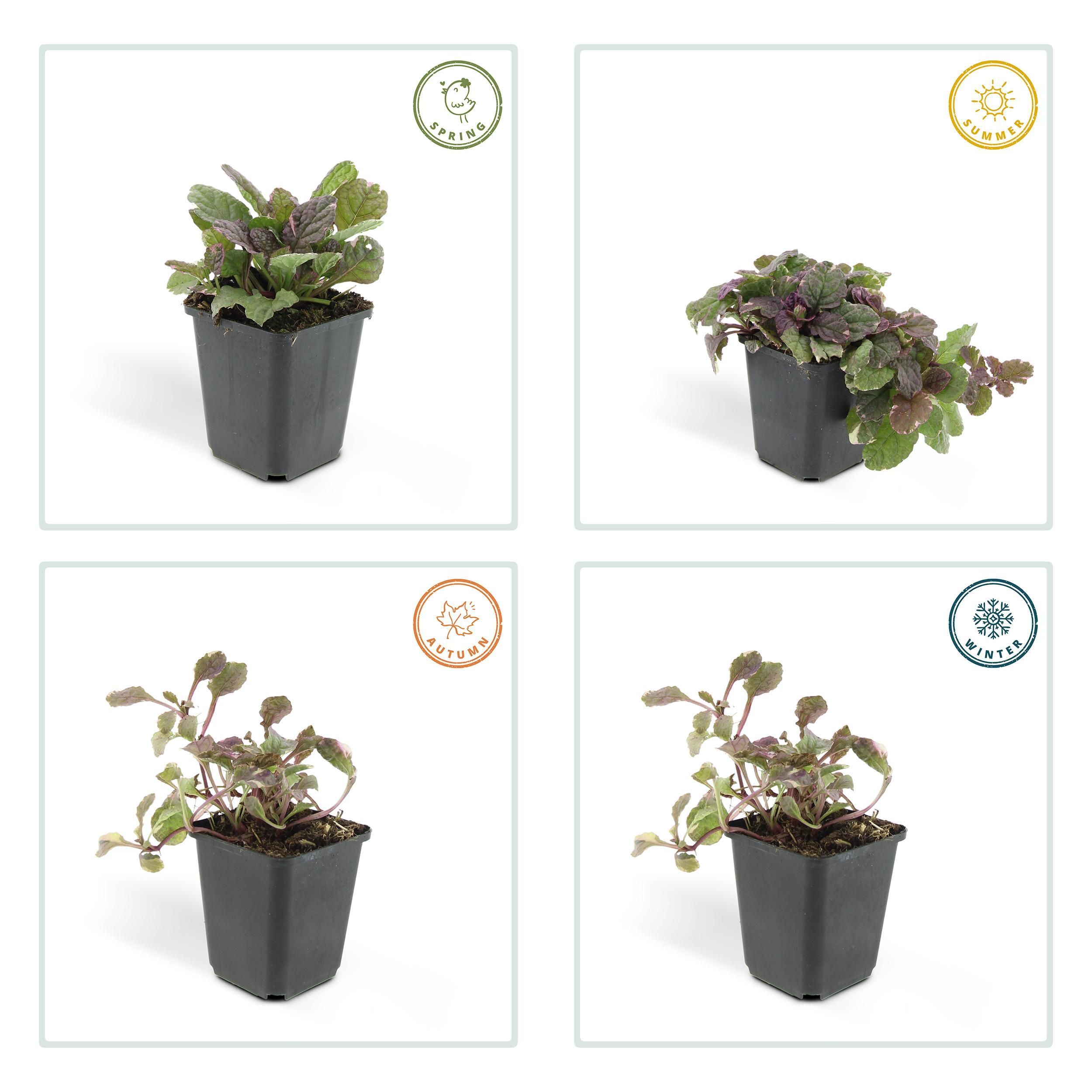 Garden basics 48x Ajuga reptans 'Burgundy Glow' - ↕10-25cm - Ø9cm (50361)