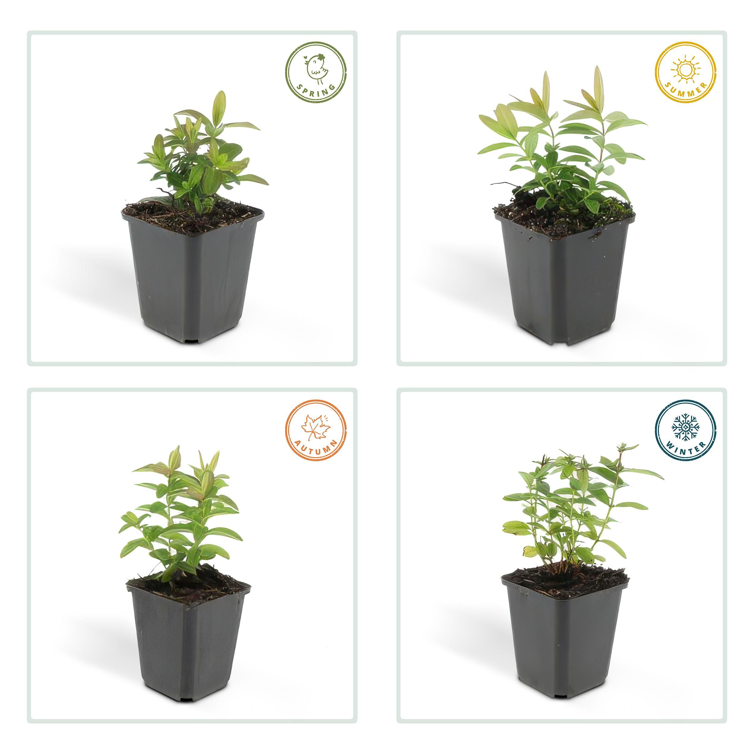 Garden basics 48x Hypericum calycinum - ↕10-25cm - Ø9cm (50329)