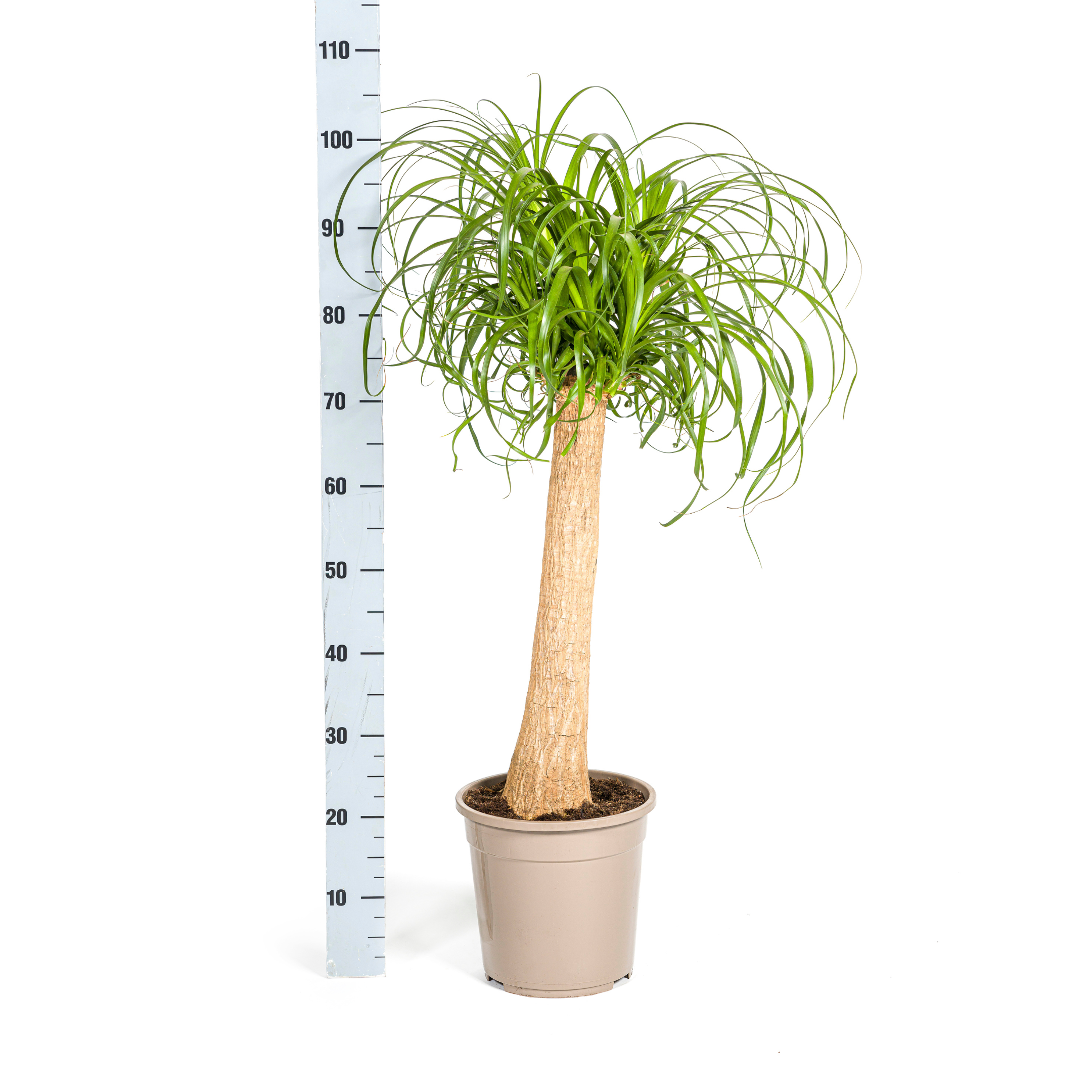 Beaucarnea Recurvata Stam met mand Ø24cm - ↕80 (48787)