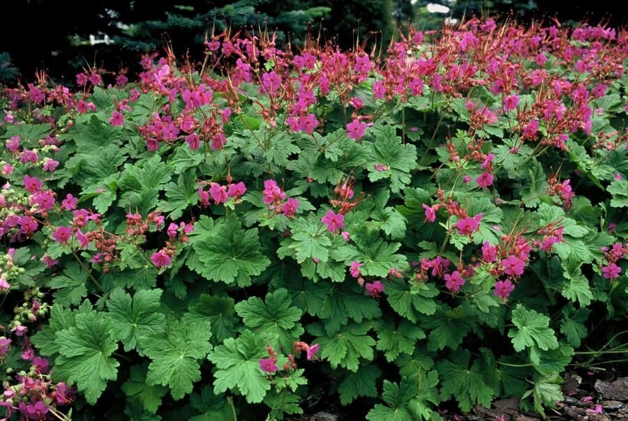 Garden basics 24x Geranium macr. 'Czakor' - ↕10-25cm - Ø9cm (50422)
