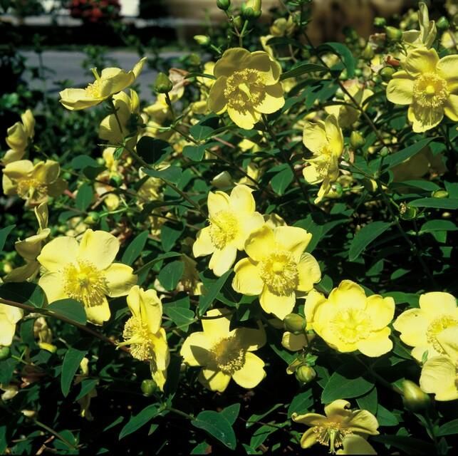 Garden basics 6x Hypericum 'Hidcote' - ↕10-25cm - Ø9cm (47831)