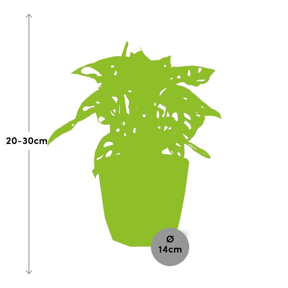 Monstera ‘Monkey Leaf’ in ELHO b.for rock 14 cm warm grey (21620)