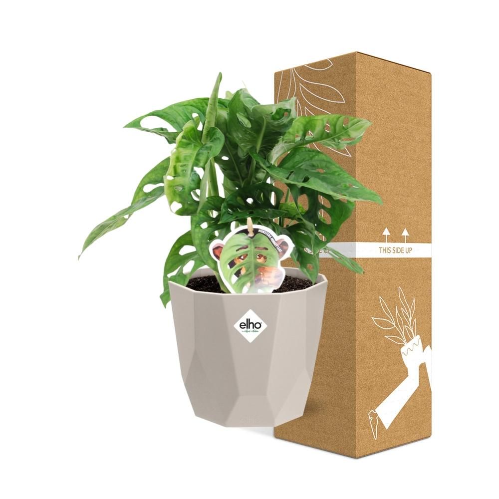 Monstera ‘Monkey Leaf’ in ELHO b.for rock 14 cm warm grey (21620)