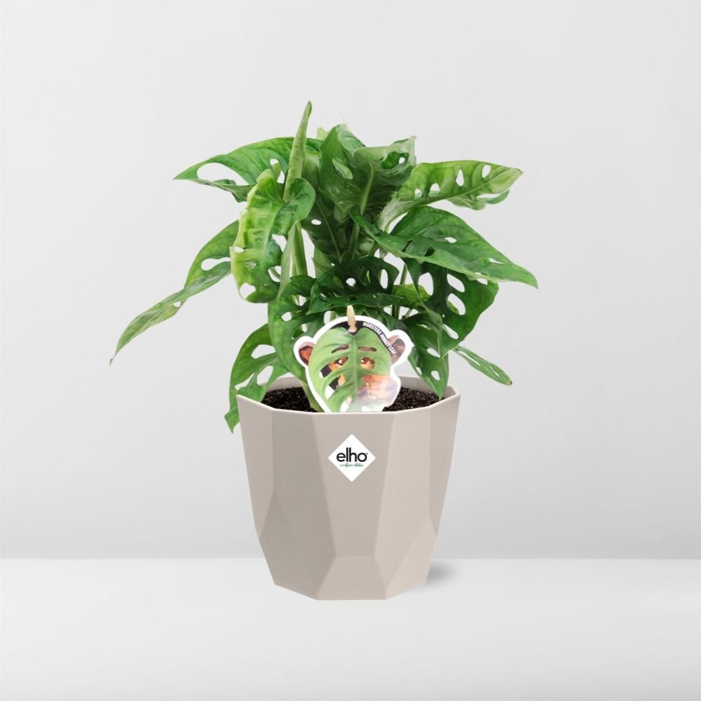 Monstera ‘Monkey Leaf’ in ELHO b.for rock 14 cm warm grey (21620)