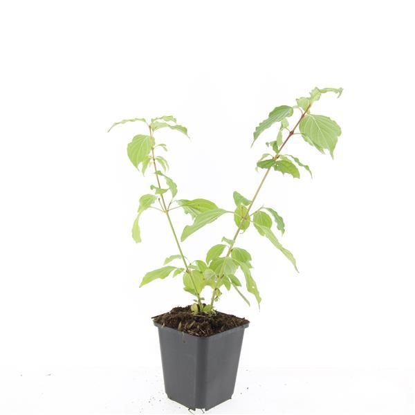 Garden basics 48x Cornus sang. 'Anny's Winter Orange' - ↕10-25cm - Ø9cm (50393)