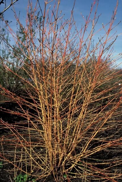 Garden basics 12x Cornus sang. 'Anny's Winter Orange' - ↕10-25cm - Ø9cm (47668)