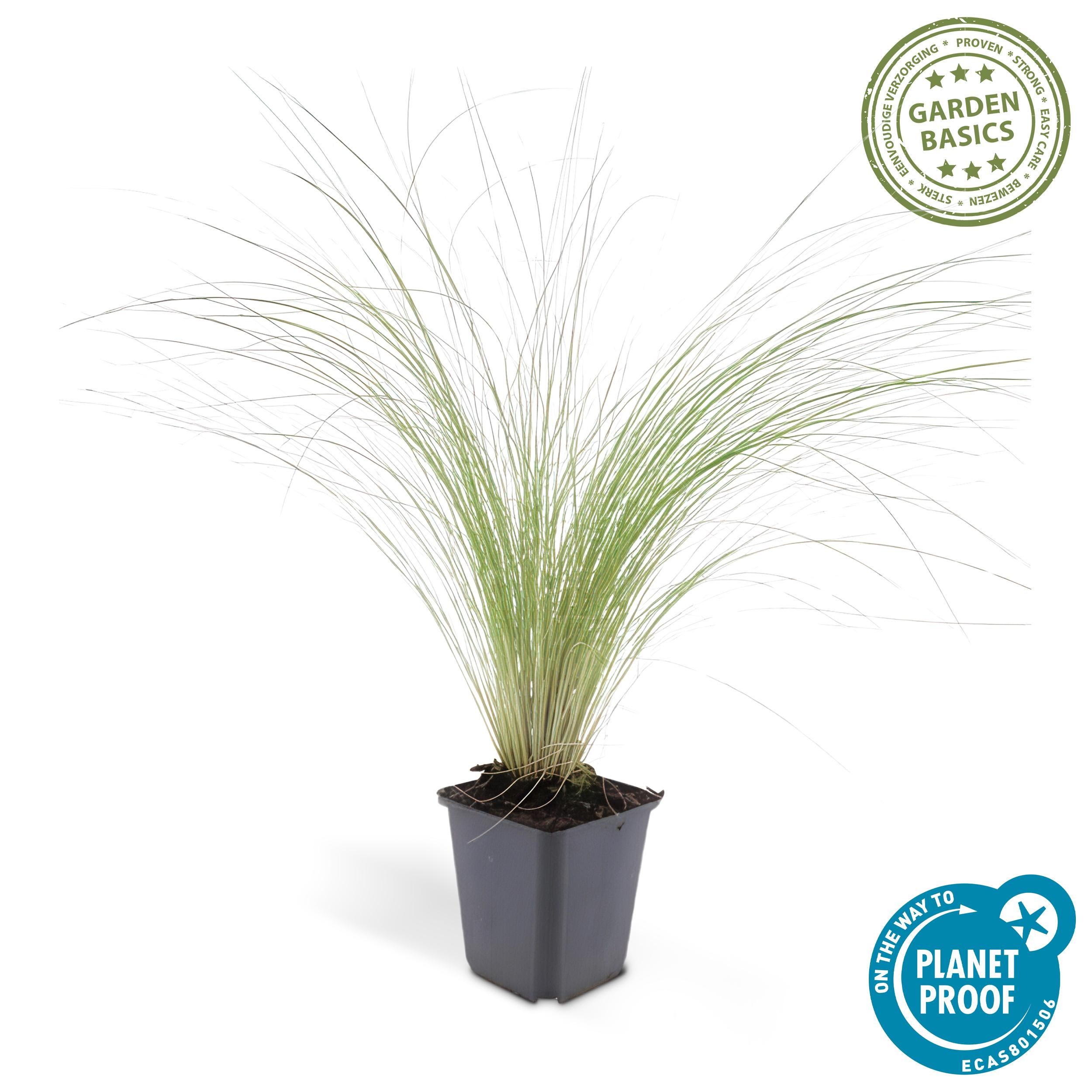 Garden basics 60x Stipa tenuissima 'Ponytails' - ↕10-25cm - Ø9cm (46994)