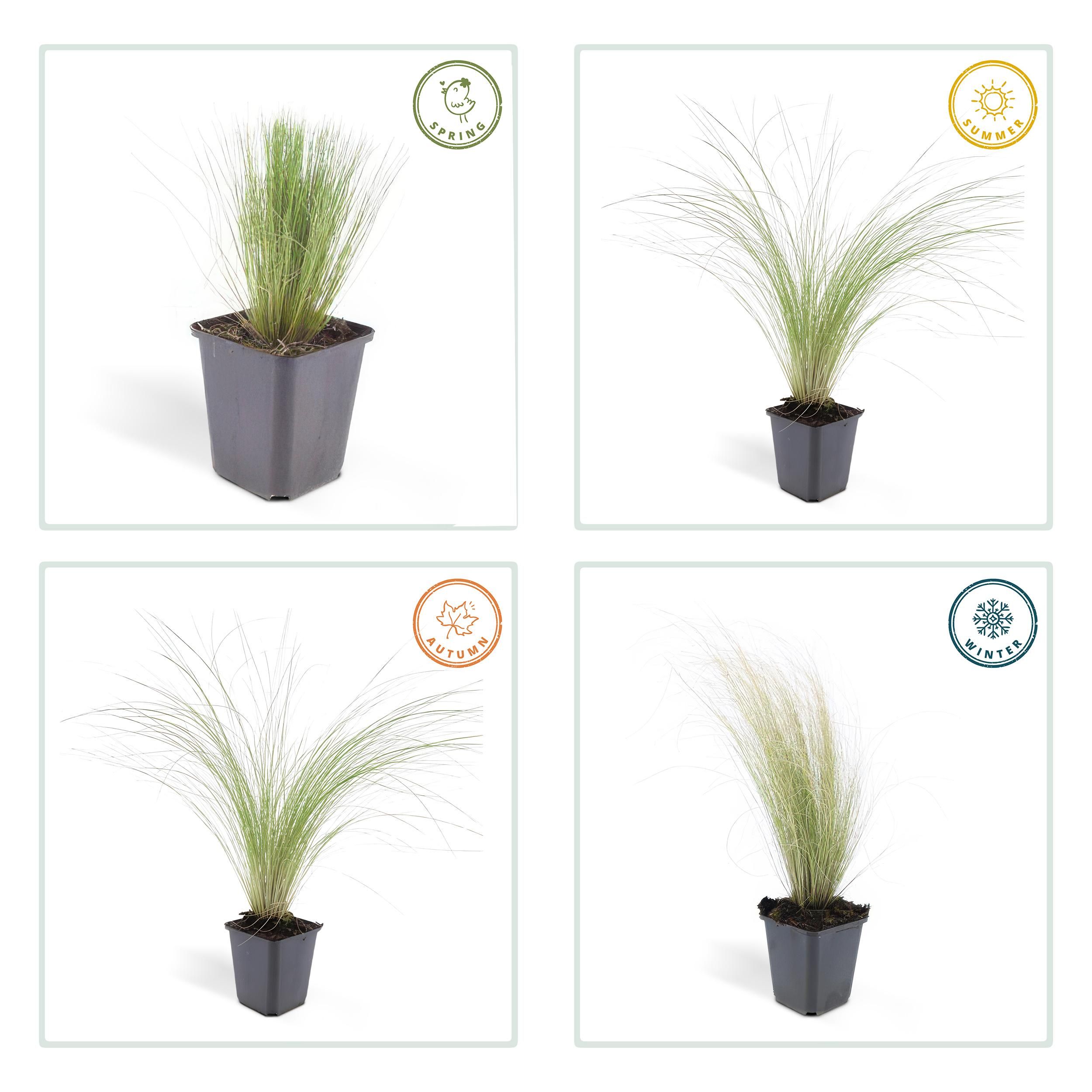 Garden basics 60x Stipa tenuissima 'Ponytails' - ↕10-25cm - Ø9cm (46994)