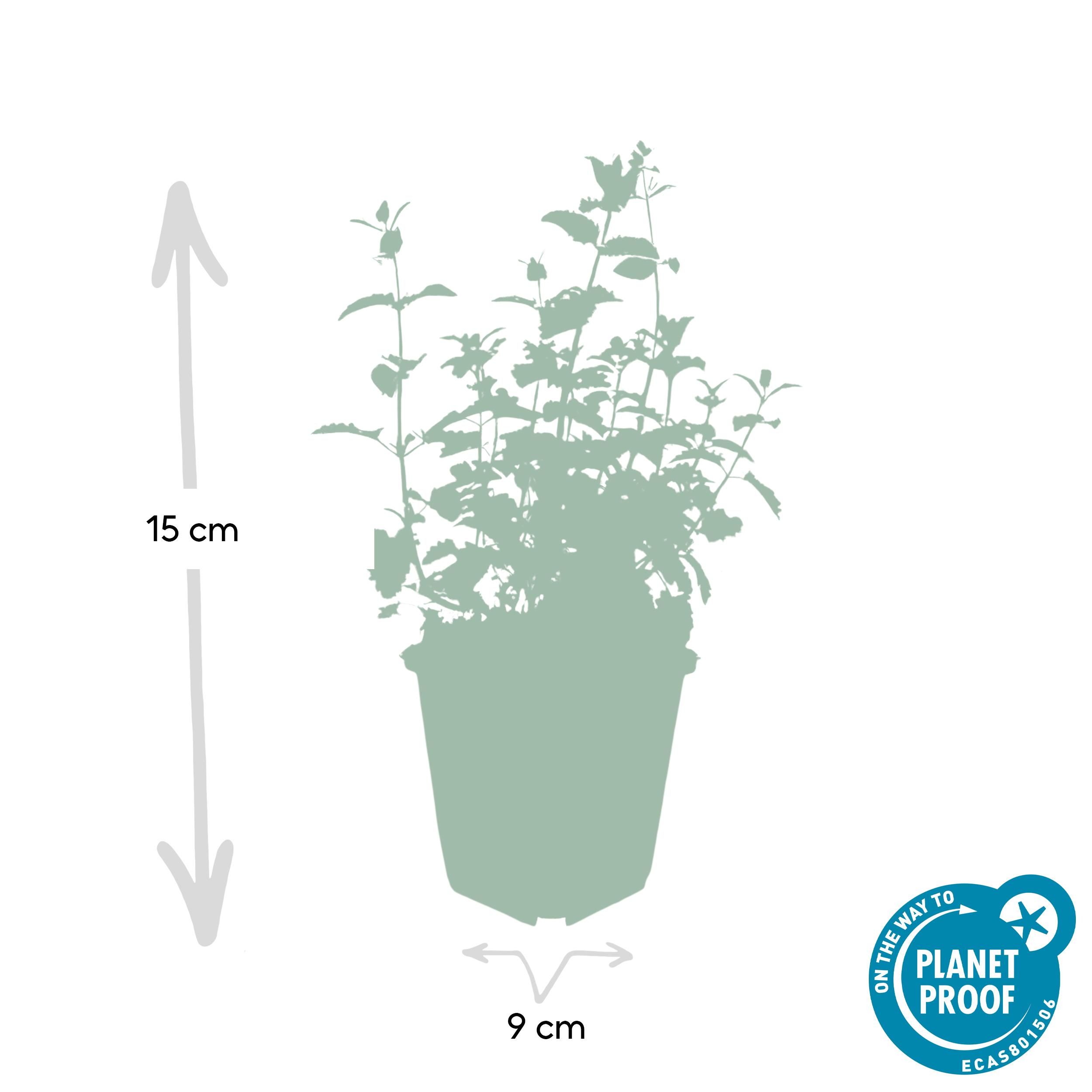 Garden basics 12x Nepeta 'Six Hills Giant' - ↕10-25cm - Ø9cm (47927)