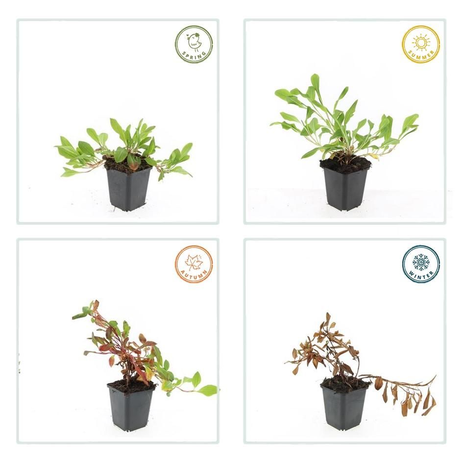 Garden basics 12x Persicaria aff. 'Darjeeling Red' - ↕10-25cm - Ø9cm (47956)