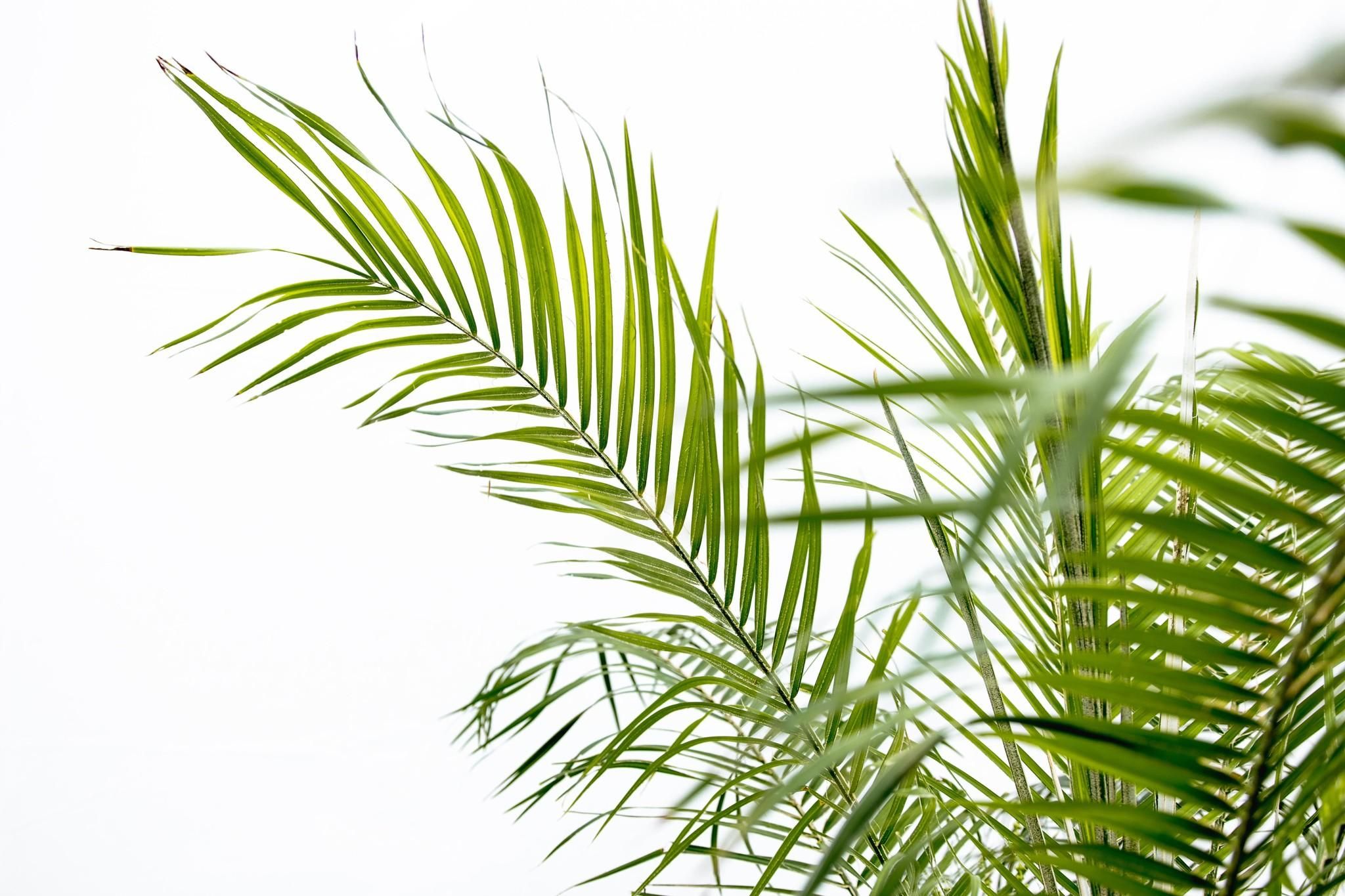 Phoenix Roebelenii op stam - 210cm (14127)