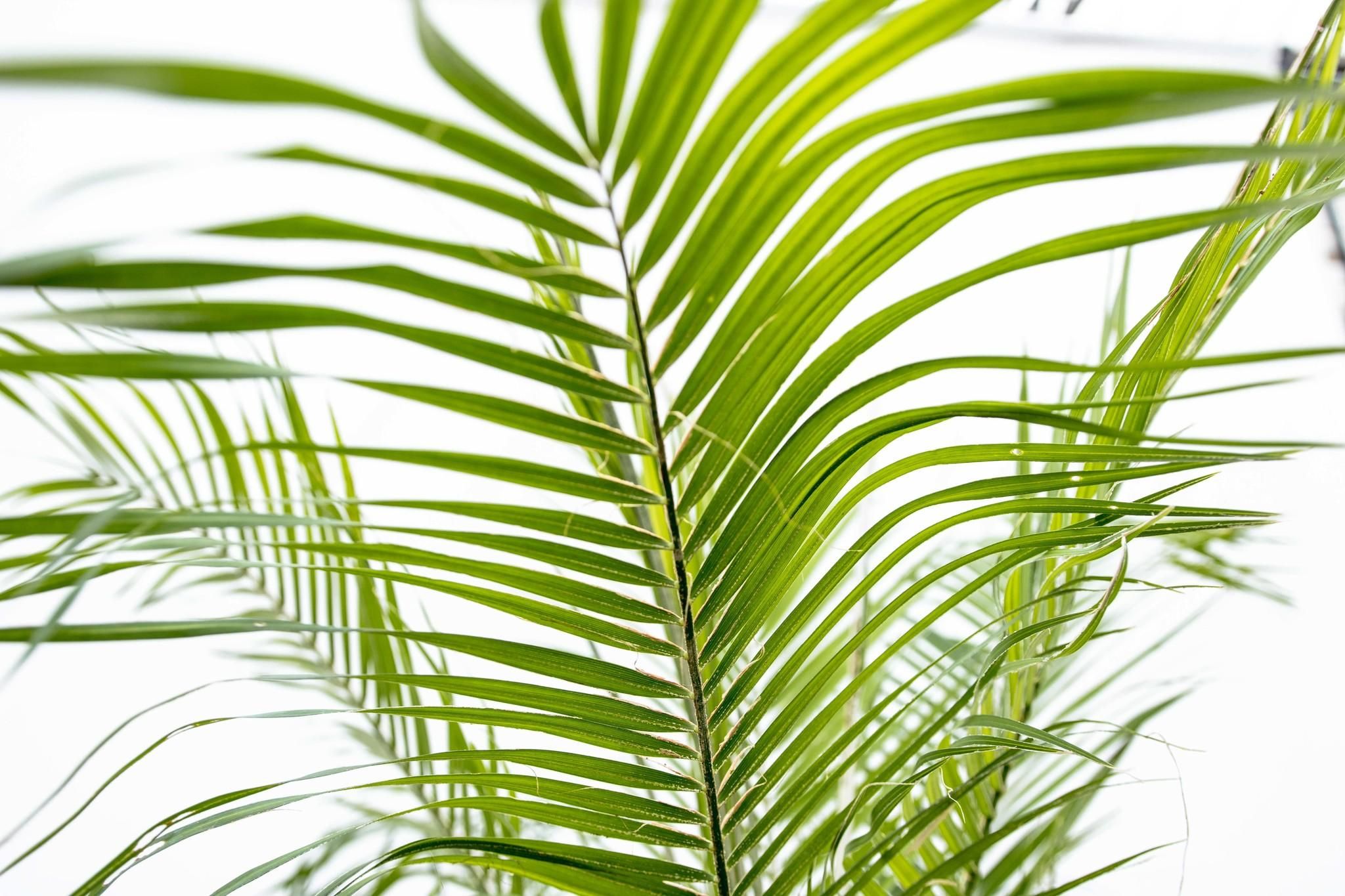 Phoenix Roebelenii op stam - 210cm (14127)