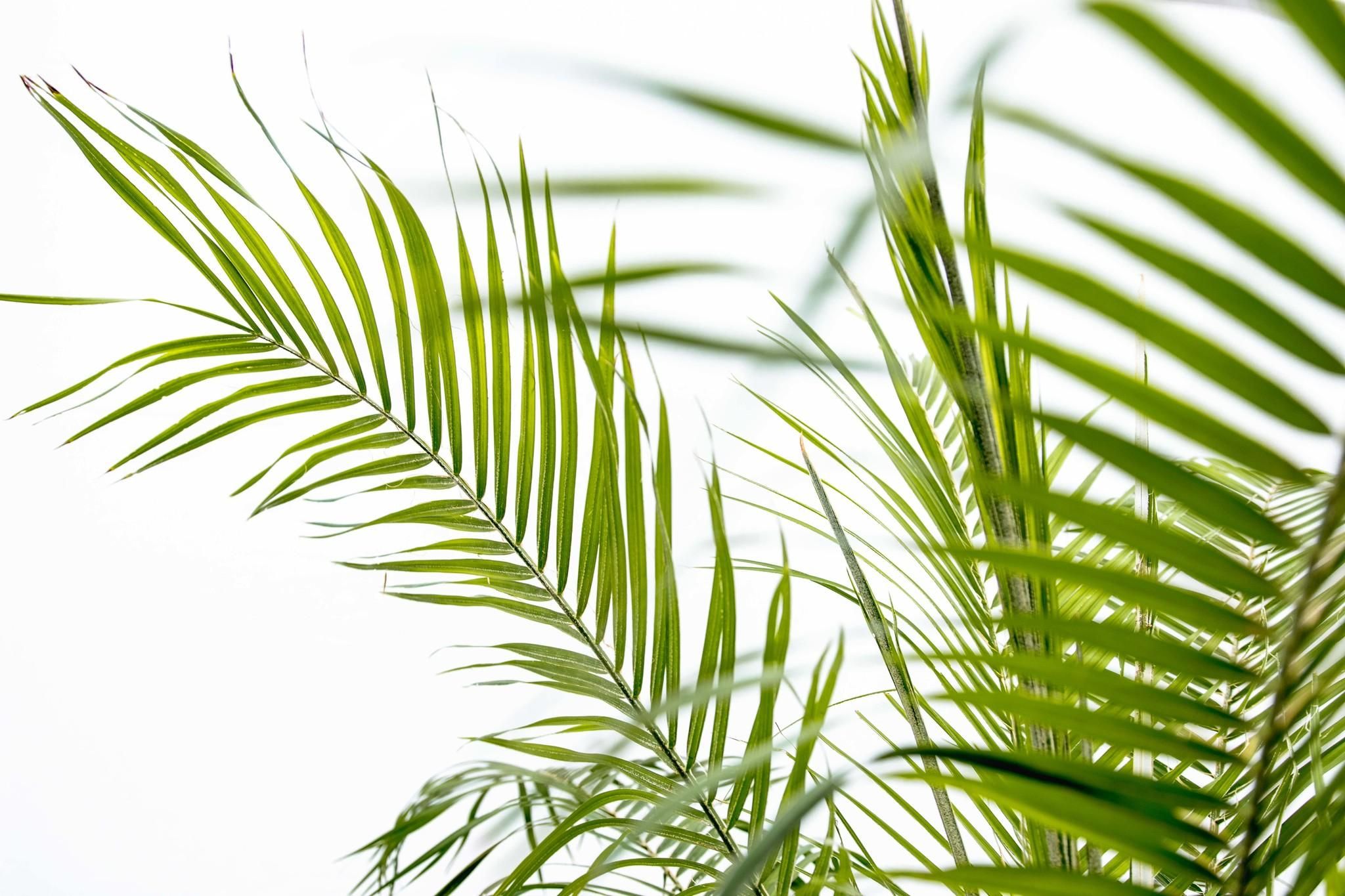 Phoenix Roebelenii op stam - 210cm (14127)