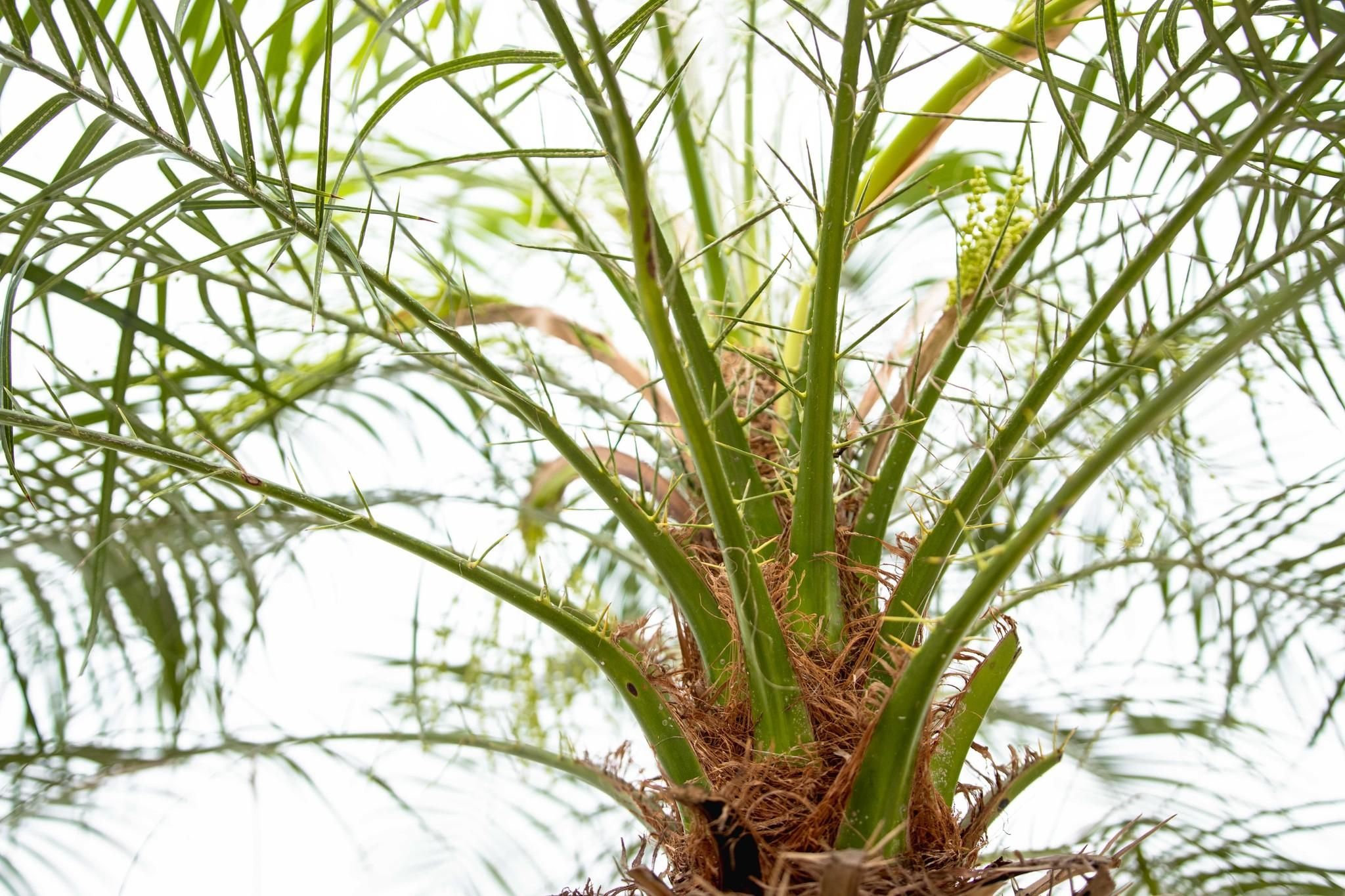 Phoenix Roebelenii op stam - 210cm (14127)