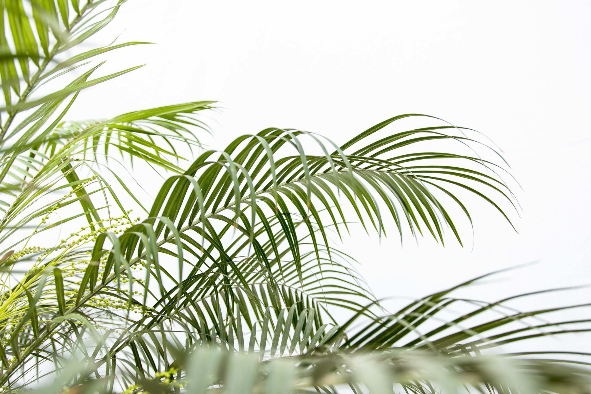 Phoenix Roebelenii op stam - 210cm (14127)