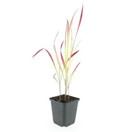 Garden basics 24x Imperata cylindrica 'Red Baron' - ↕10-25cm - Ø9cm (50451)