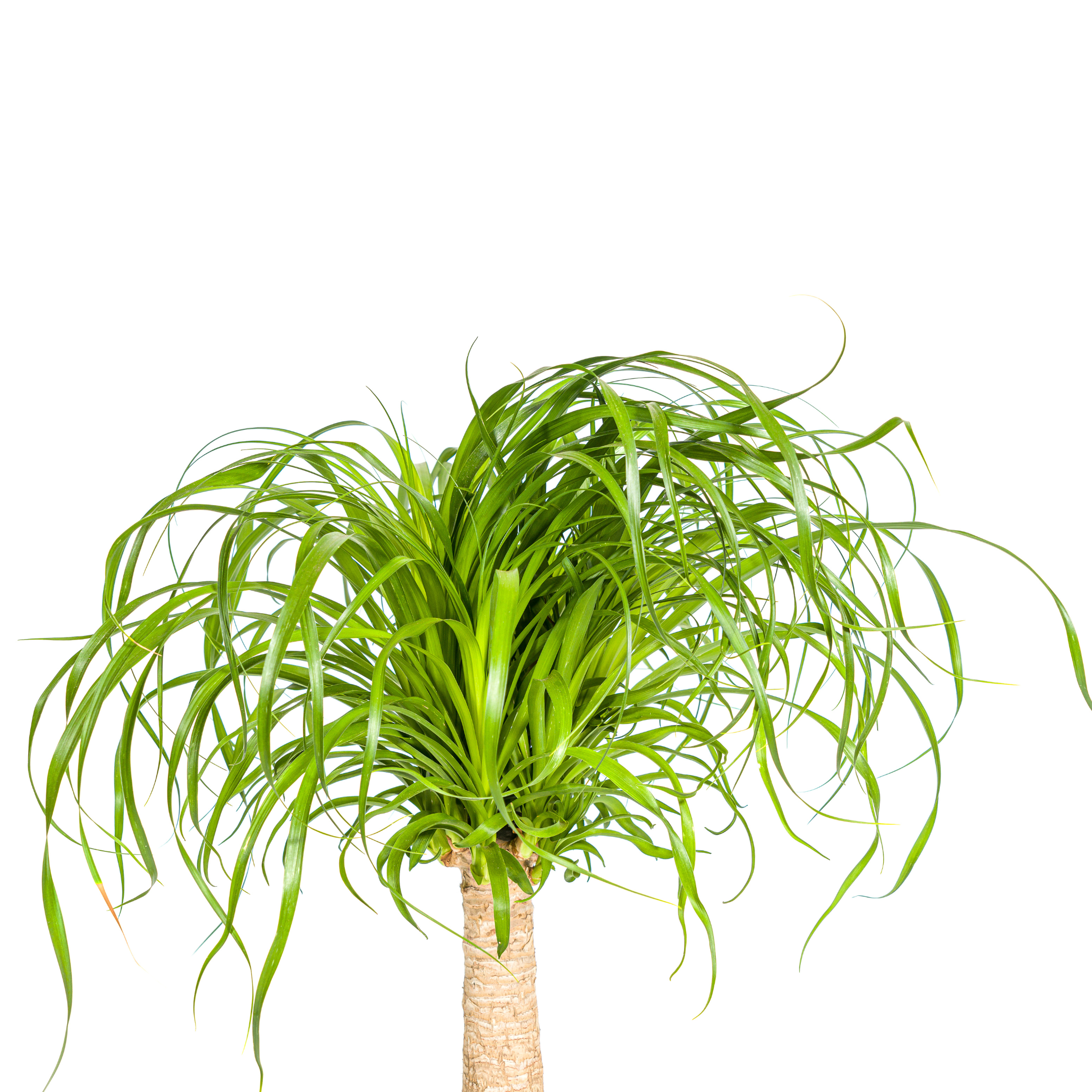 Beaucarnea Recurvata Stam met mand Ø21cm - ↕60 (48786)