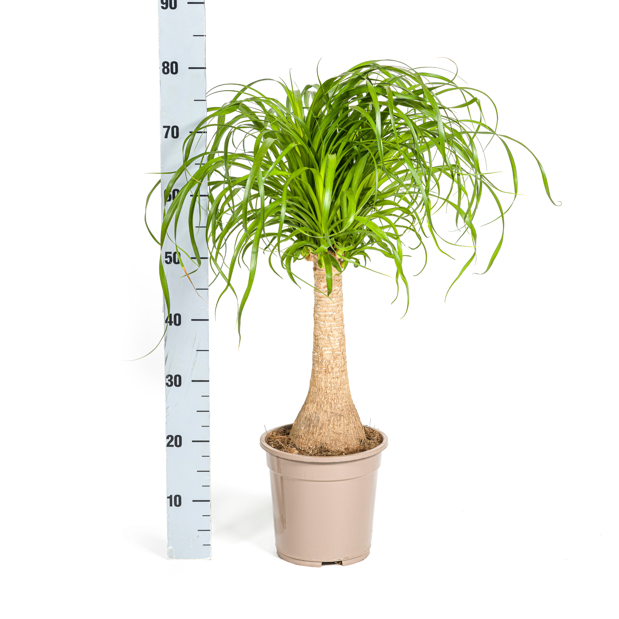 Beaucarnea Recurvata Stam met mand Ø21cm - ↕60 (48786)