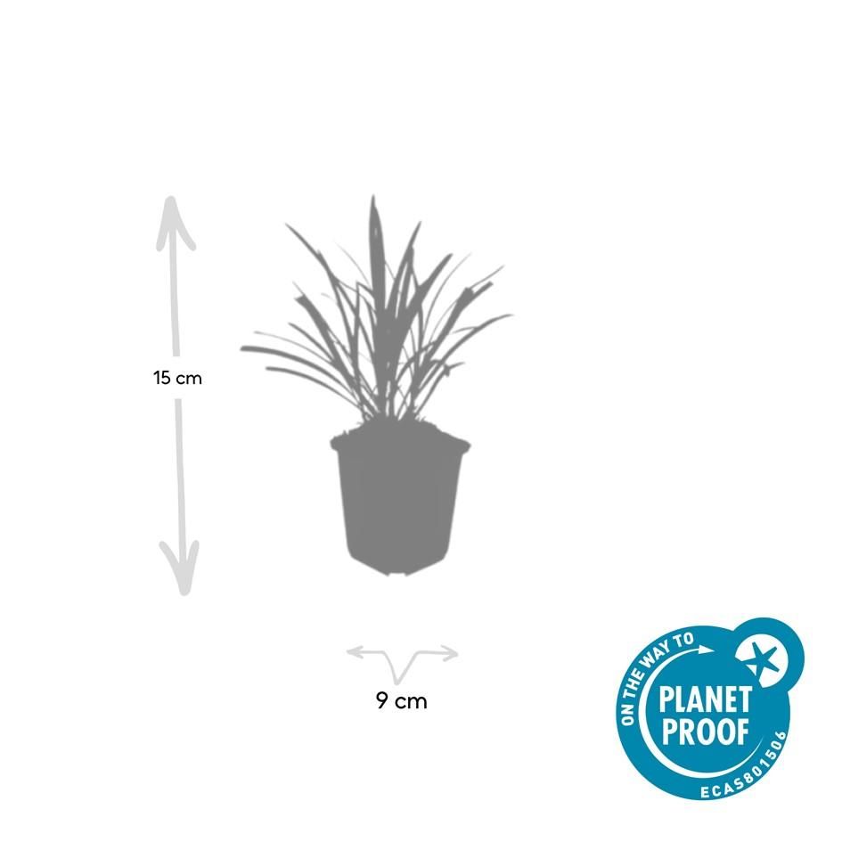 Garden basics 6x Liriope muscari 'Ingwersen' - ↕10-25cm - Ø9cm (47896)