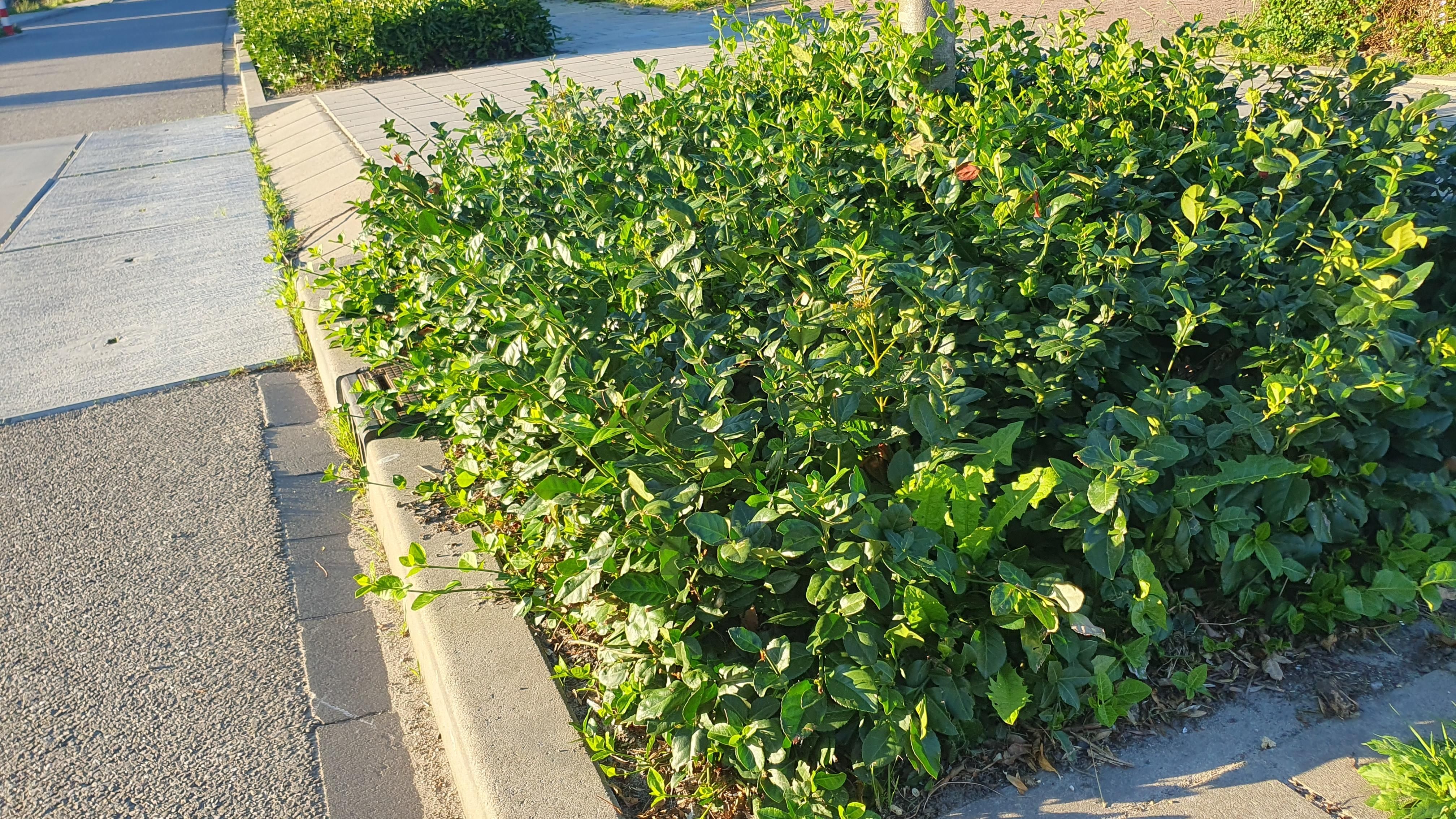 Garden basics 48x Euonymus fort. 'Coloratus' - ↕10-25cm - Ø9cm (50403)