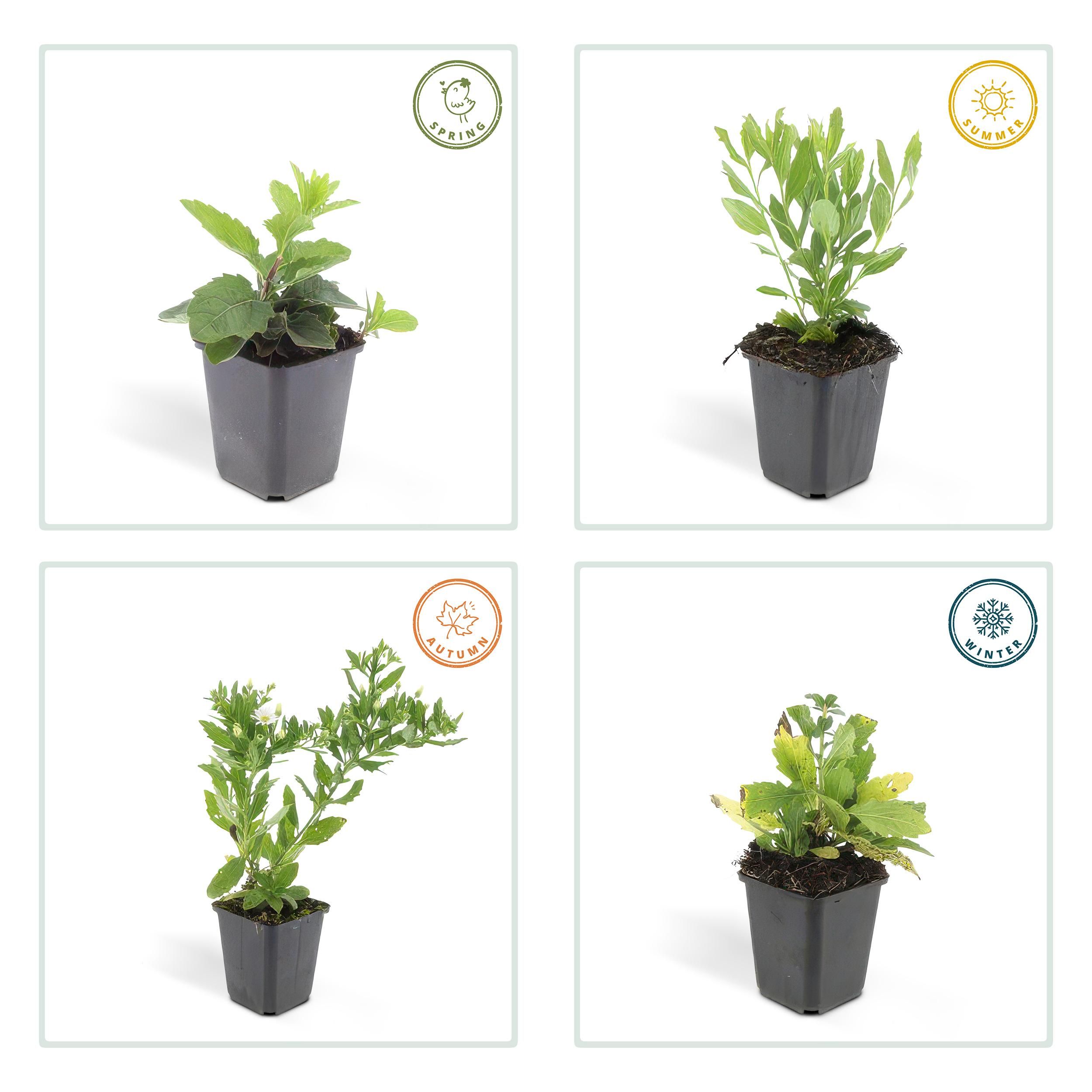 Garden basics 60x Aster ageratoides 'Ashvi' - ↕10-25cm - Ø9cm (47602)