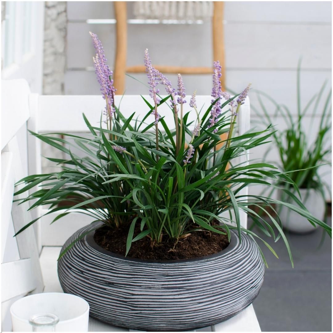 My perfect garden 6 x Liriope muscari 'Ingwersen' - Ø 14 cm - ↨ 25 cm (8721001421558)