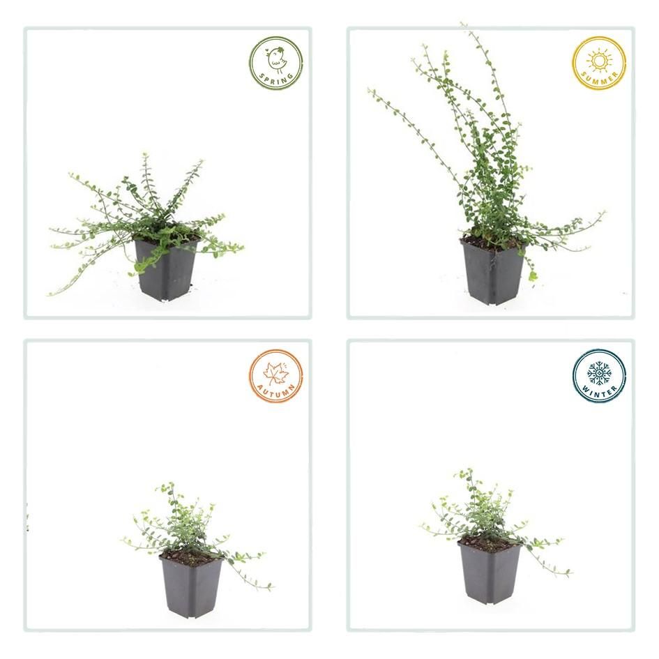 Garden basics 48x Euonymus fort. 'Minimus' - ↕10-25cm - Ø9cm (50409)