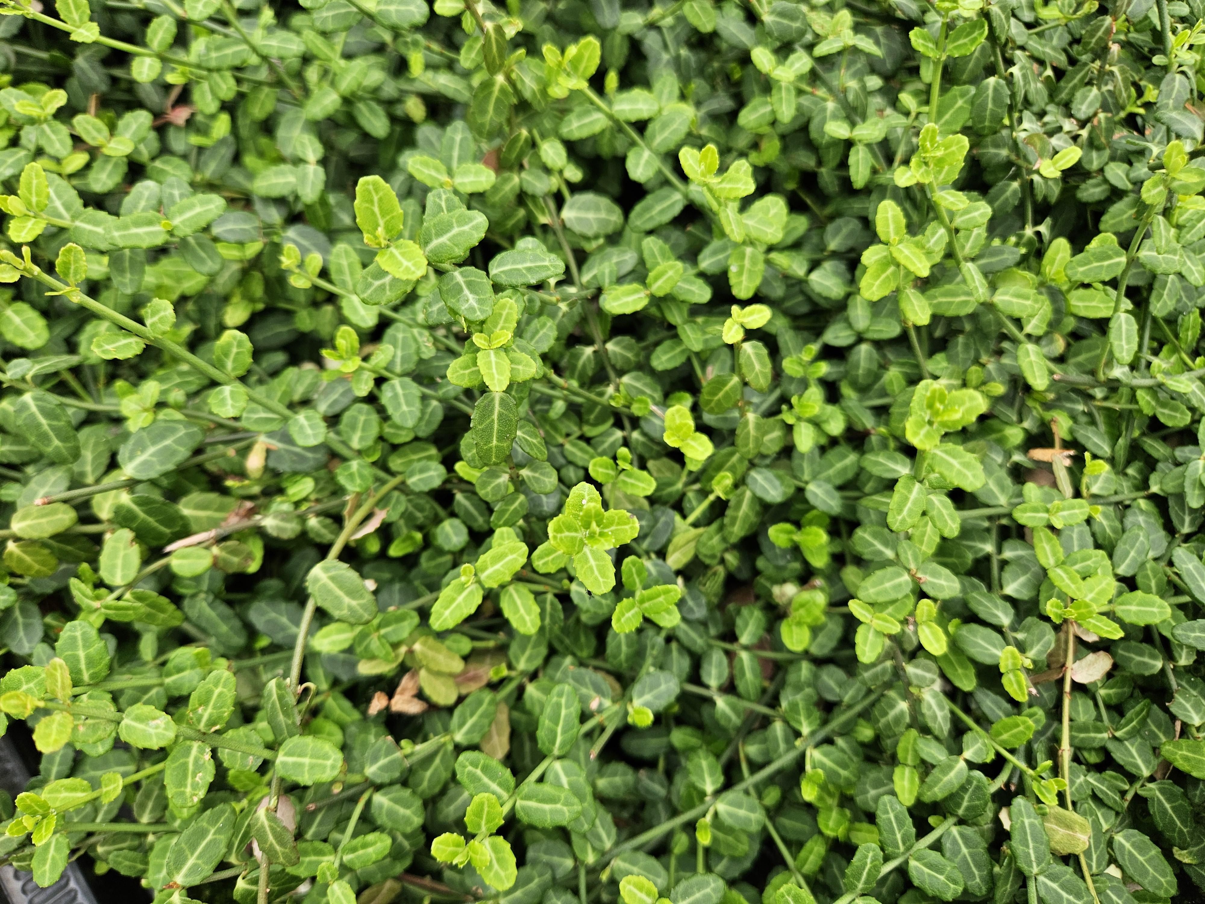 Garden basics 48x Euonymus fort. 'Minimus' - ↕10-25cm - Ø9cm (50409)