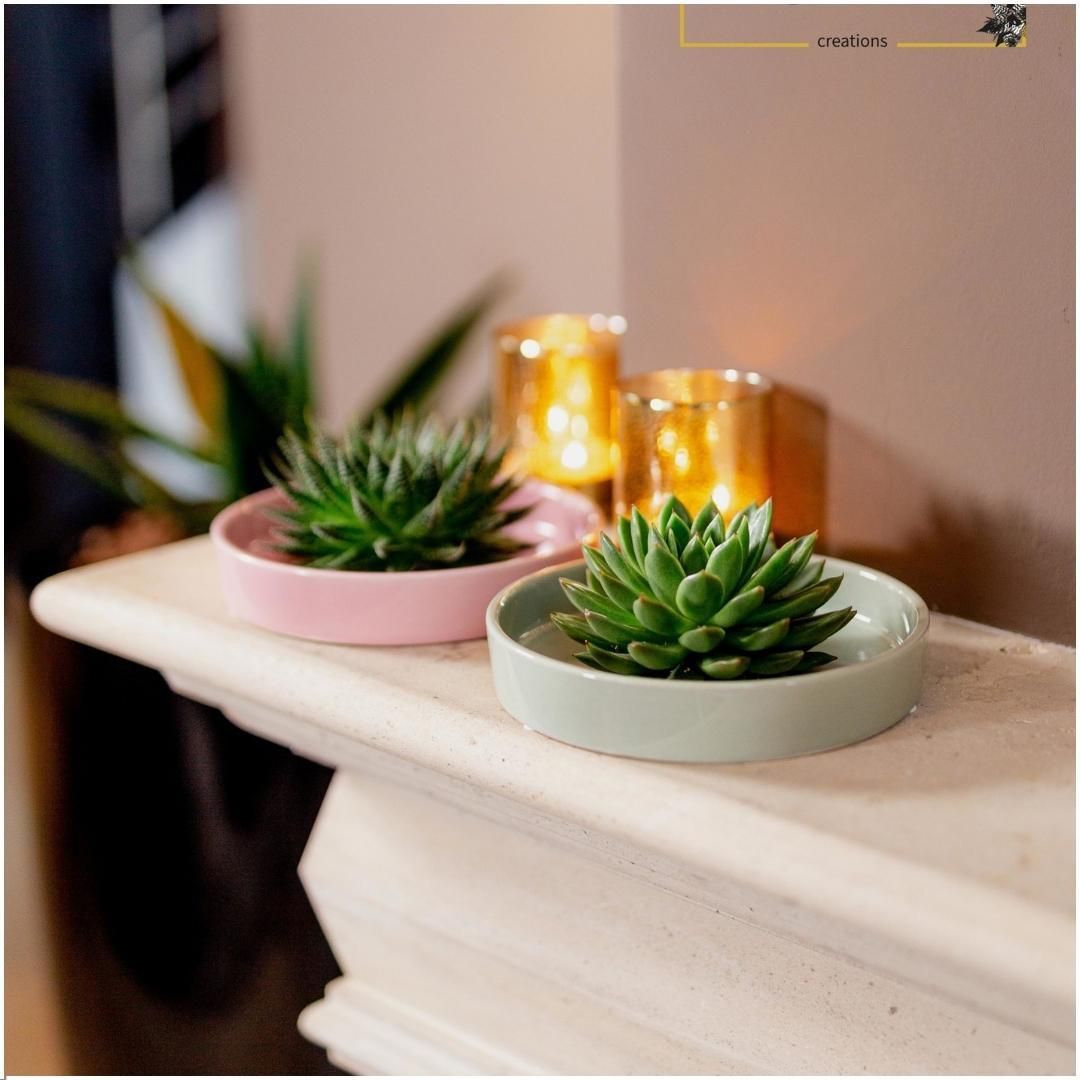 Rootless by aloe demi ROOTLESS Succulent Echeveria Lilacina in schaal 'groen' Ø20 cm (8721001420186)