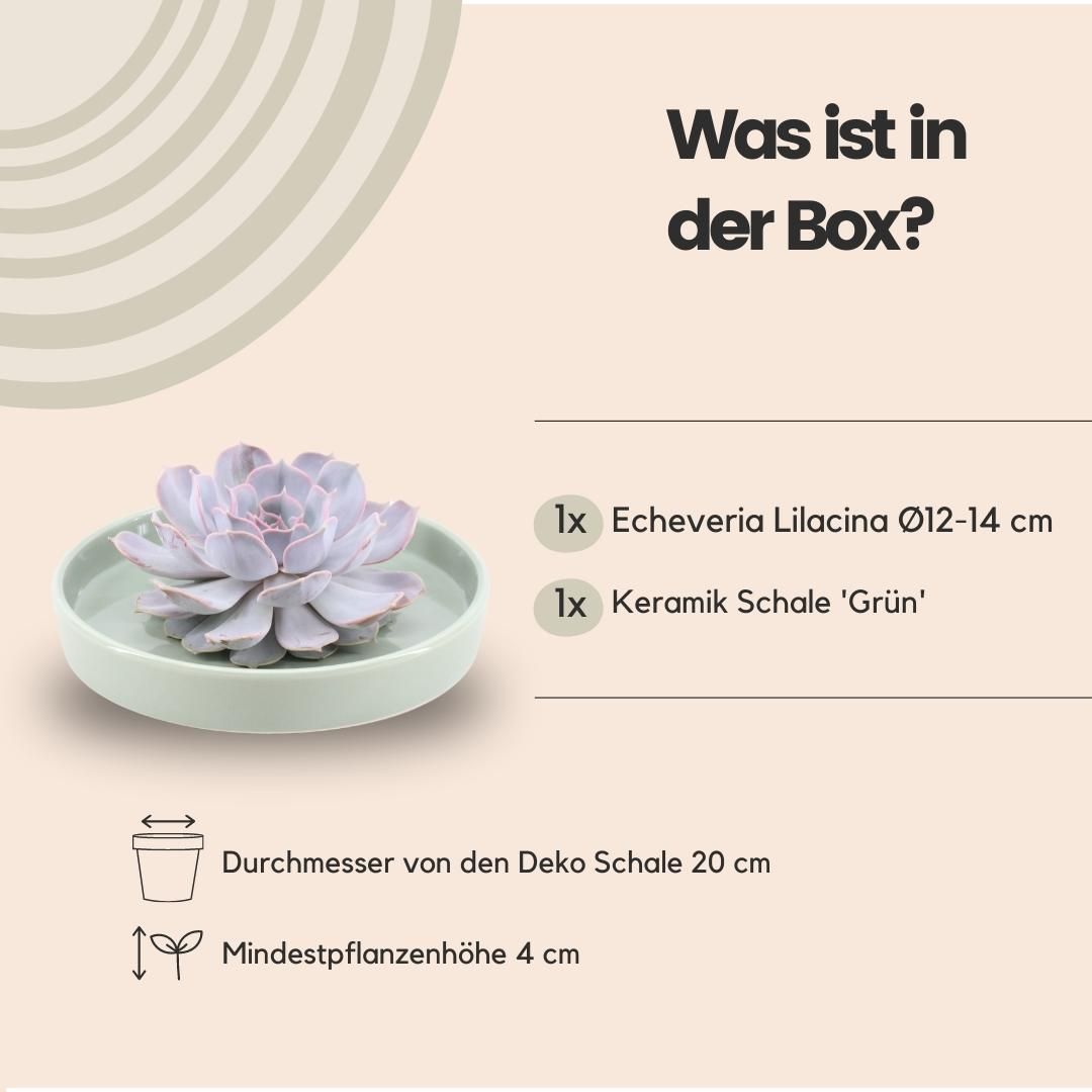 Rootless by aloe demi ROOTLESS Succulent Echeveria Lilacina in schaal 'groen' Ø20 cm (8721001420186)