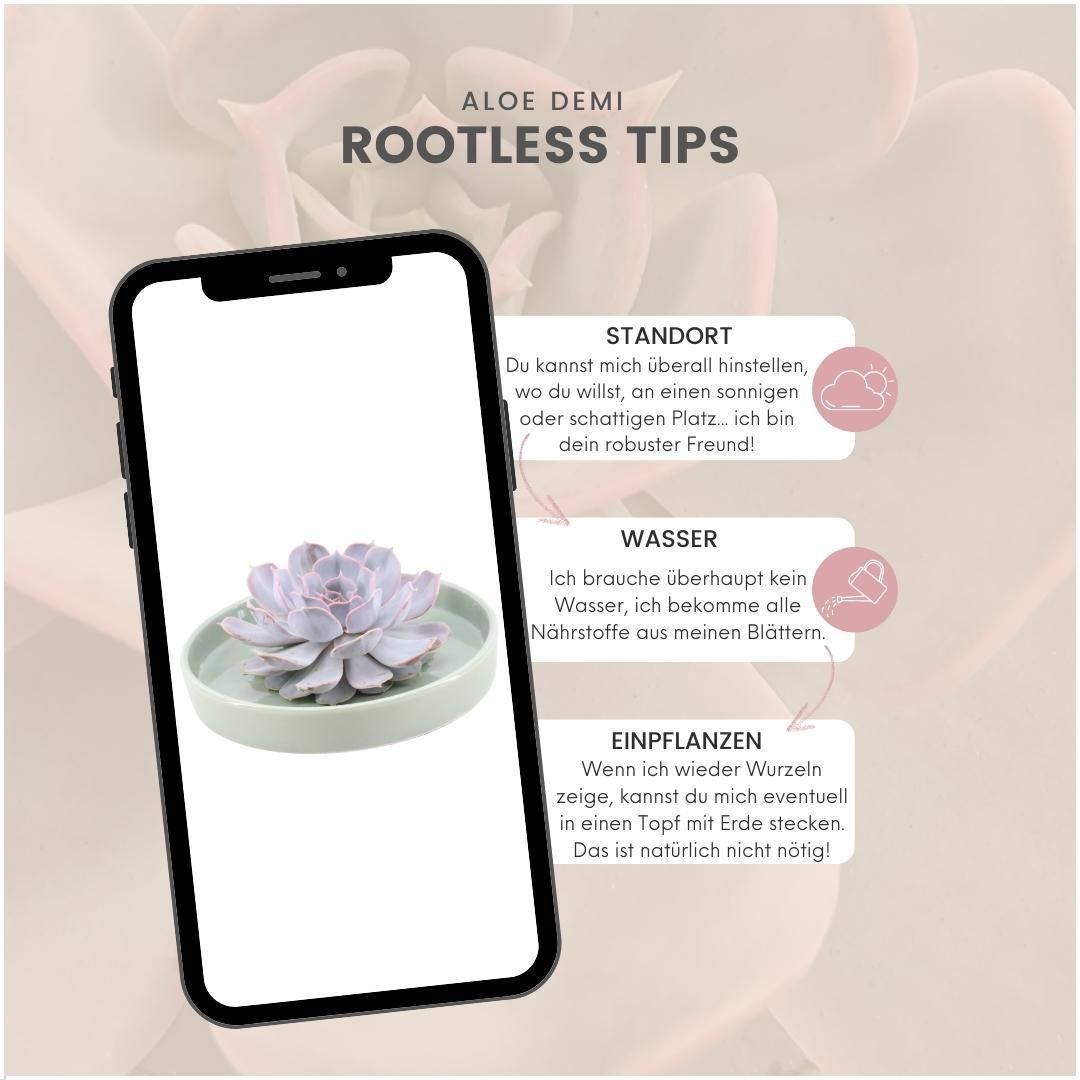 Rootless by aloe demi ROOTLESS Succulent Echeveria Lilacina in schaal 'groen' Ø20 cm (8721001420186)