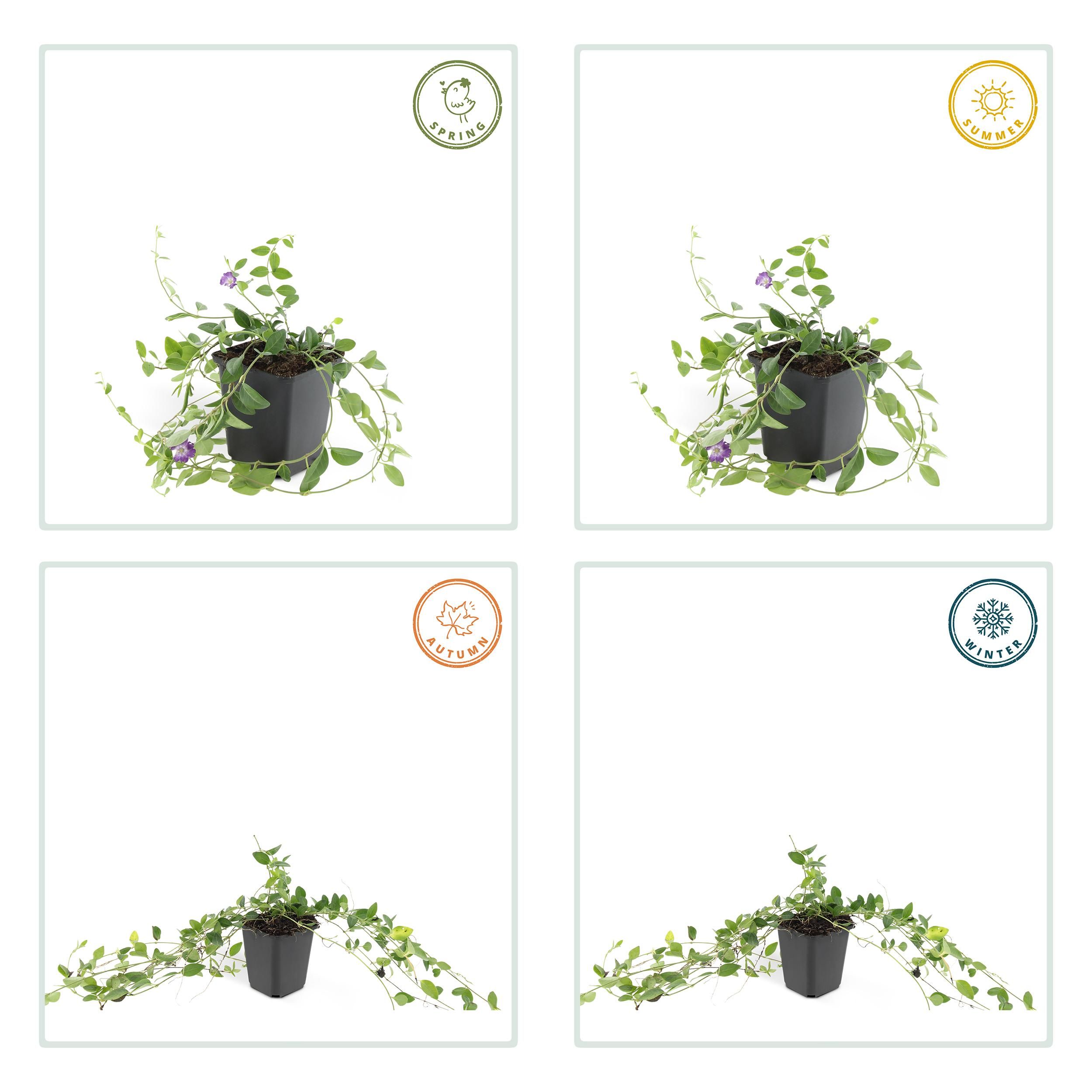 Garden basics 24x Vinca minor 'Atropurpurea', - ↕10-25cm - Ø9cm (50352)