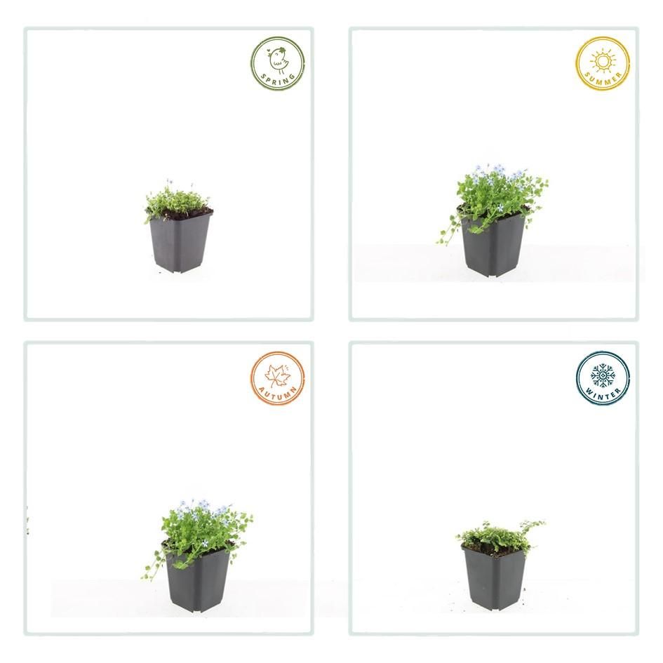 Garden basics 12x Isotoma fluviatilis 'Alba'- ↕10-25cm - Ø9cm (47867)