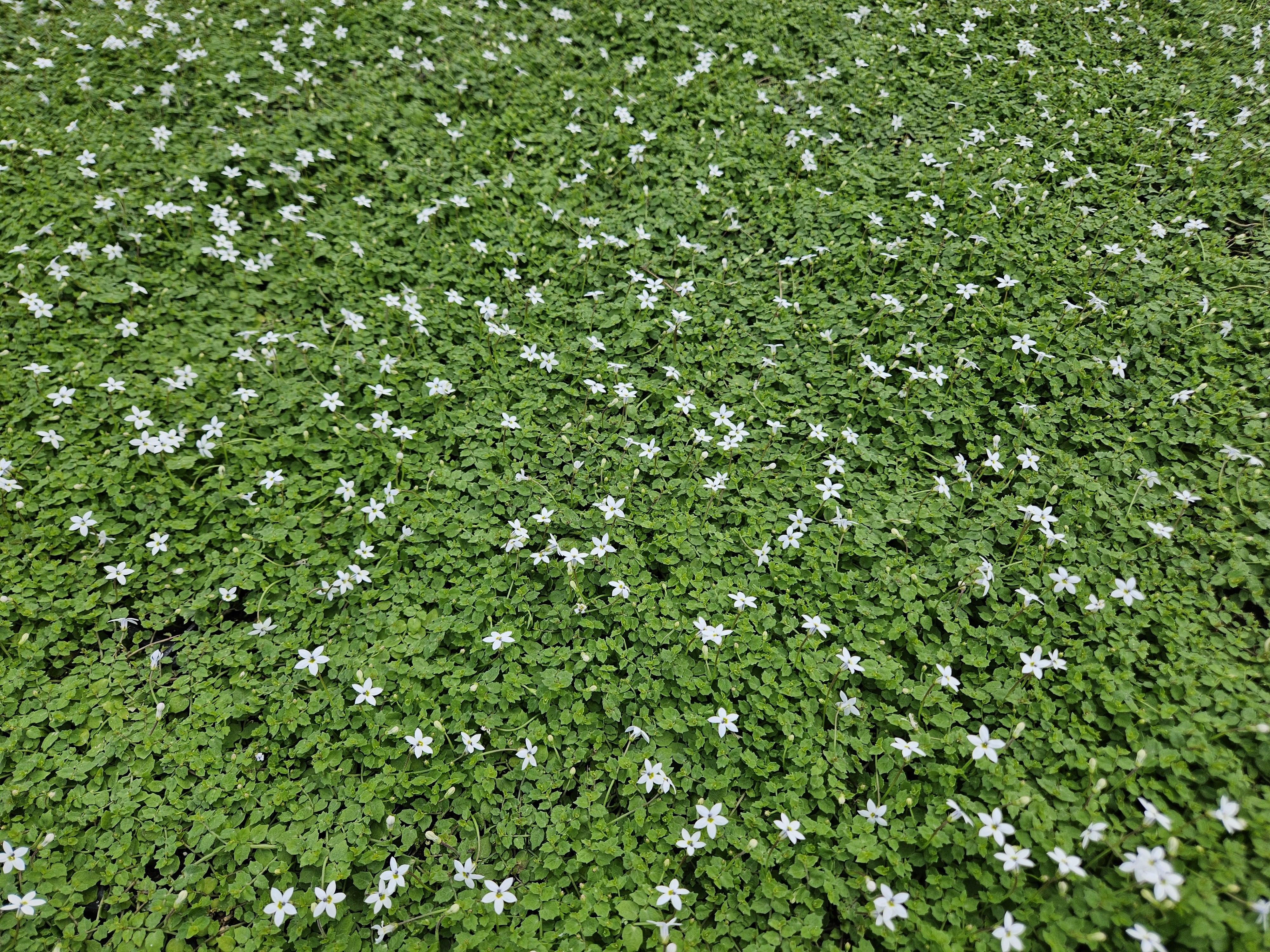 Garden basics 12x Isotoma fluviatilis 'Alba'- ↕10-25cm - Ø9cm (47867)