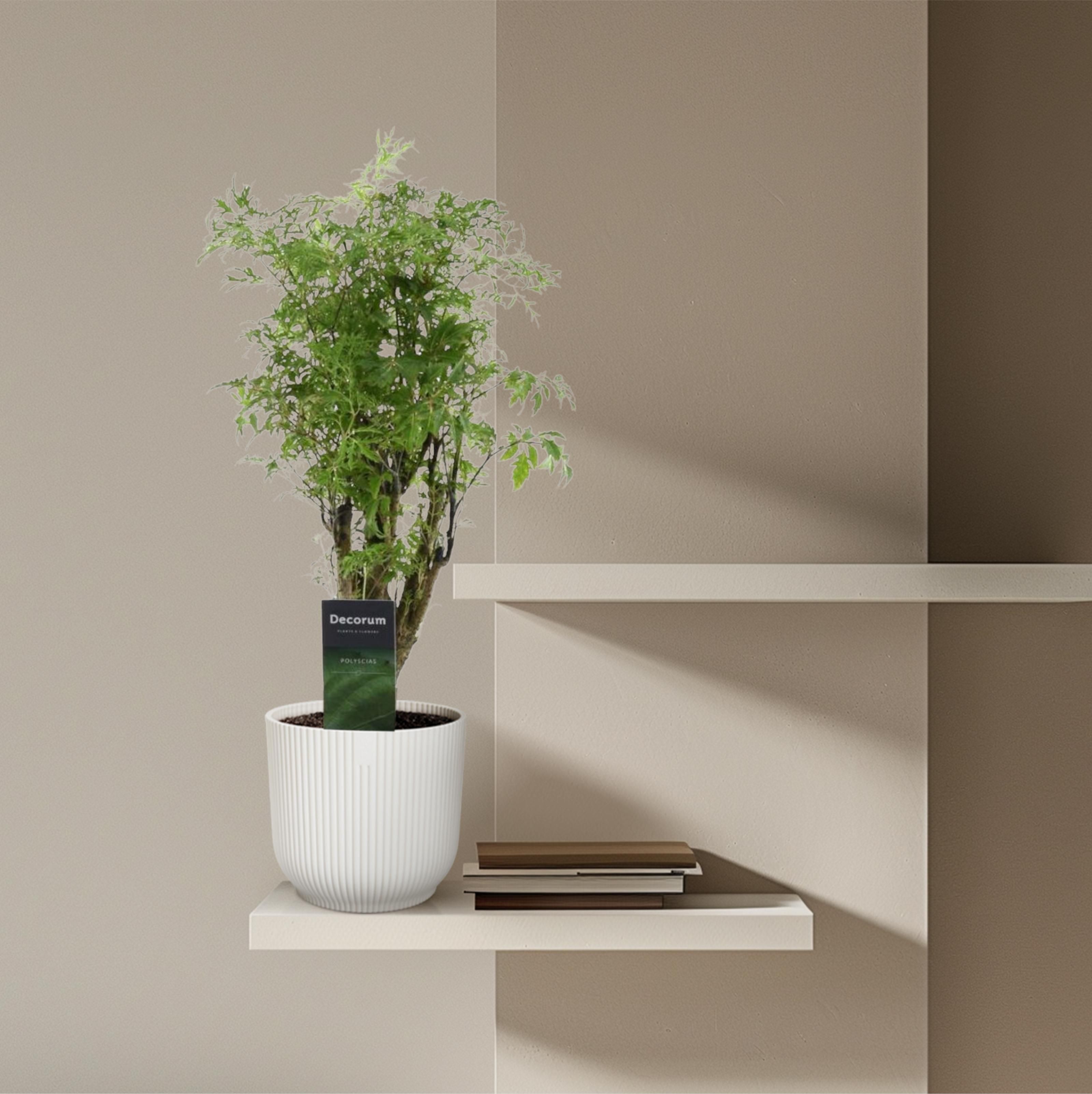 Polyscias Hawaiiana Ming - 45 cm - ø12 (8721081685222)