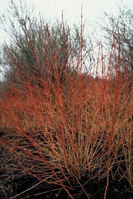 Garden basics 60x Cornus sang. 'Midwinter Fire' - ↕10-25cm - Ø9cm (47676)