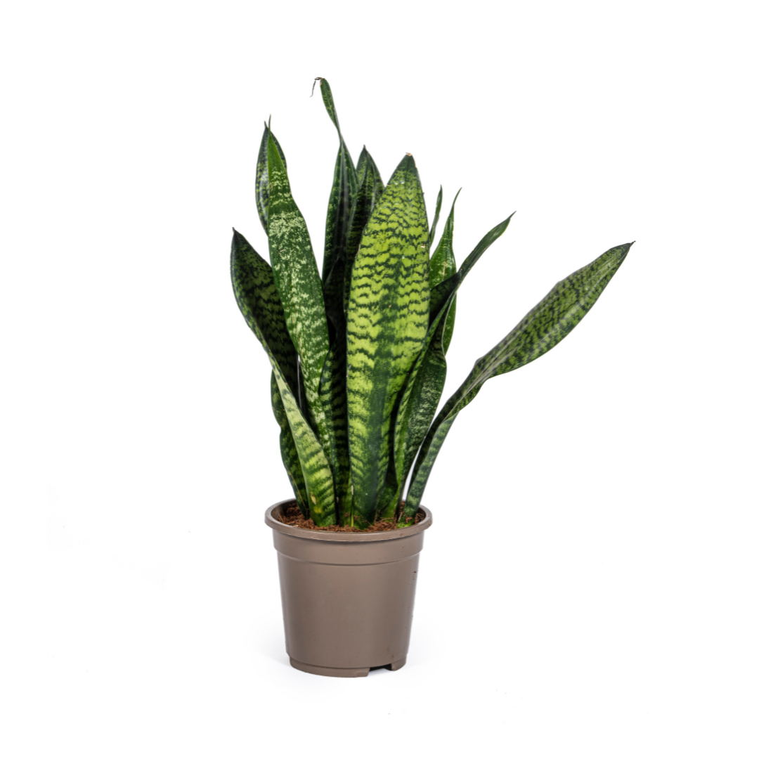 Sansevieria Trifasciata Zeylanica Compacta Ø17cm - ↕55 (4250308316327)
