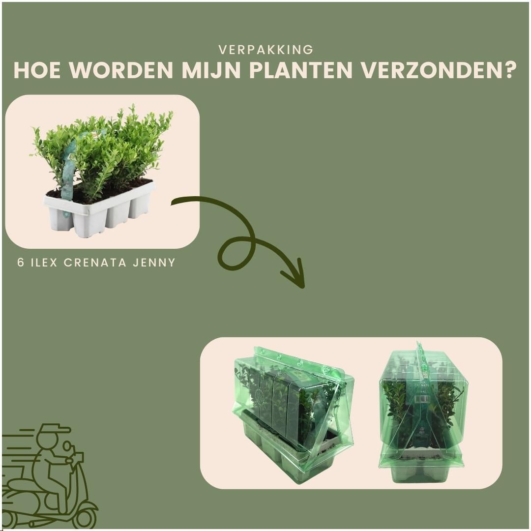 Plants by frank 6x Ilex crenata 'Jenny' - 6 x Ø7 cm - 6 pack (8718886063614)