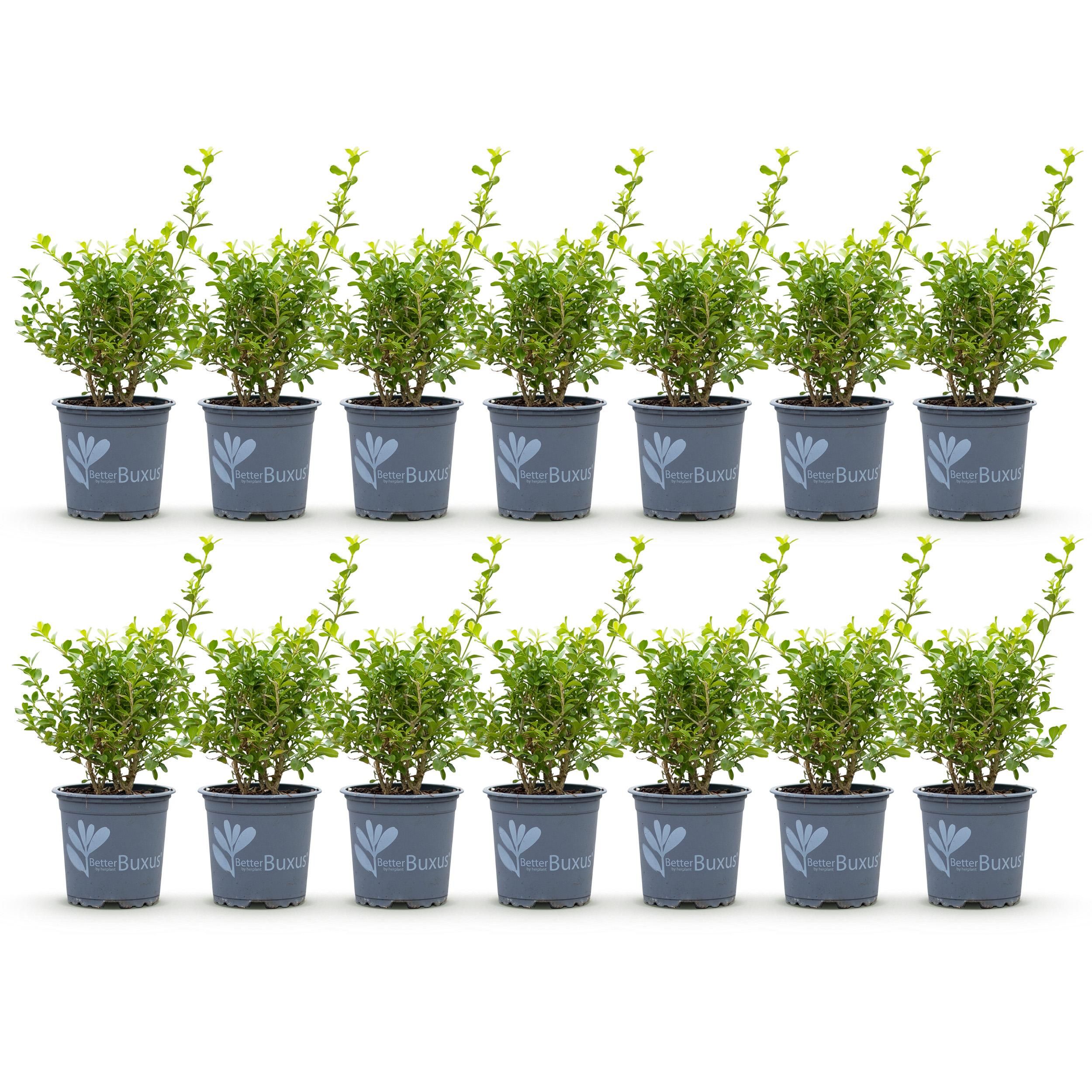 Buxus Haag - BetterBuxus Babylon Beauty - Resistant tegen de Buxus Schimmel - 14 planten - 2 strekkende meter - pot 10,5cm hoogte 25-30 (8720862103542)