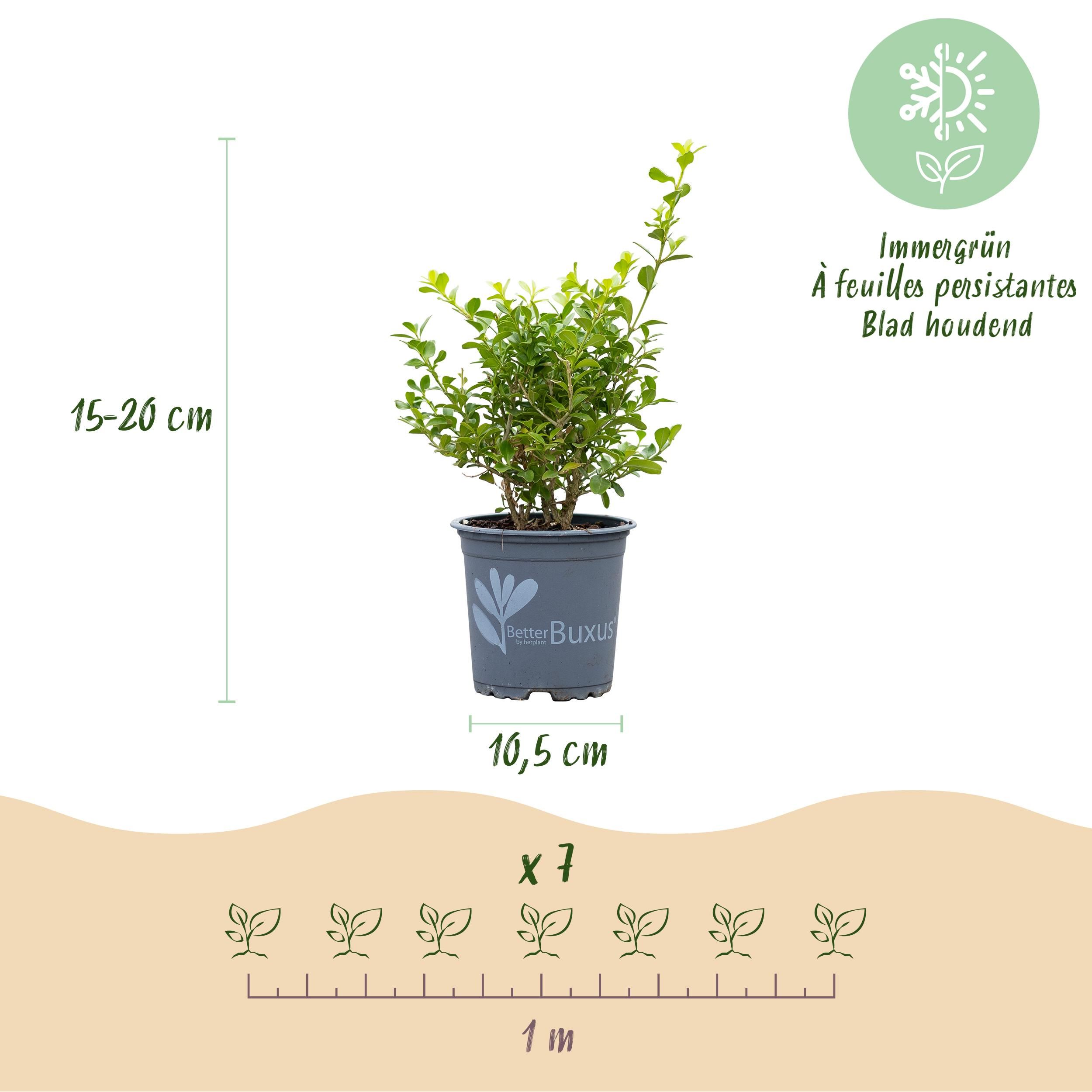 Buxus Haag - BetterBuxus Babylon Beauty - Resistant tegen de Buxus Schimmel - 14 planten - 2 strekkende meter - pot 10,5cm hoogte 25-30 (8720862103542)