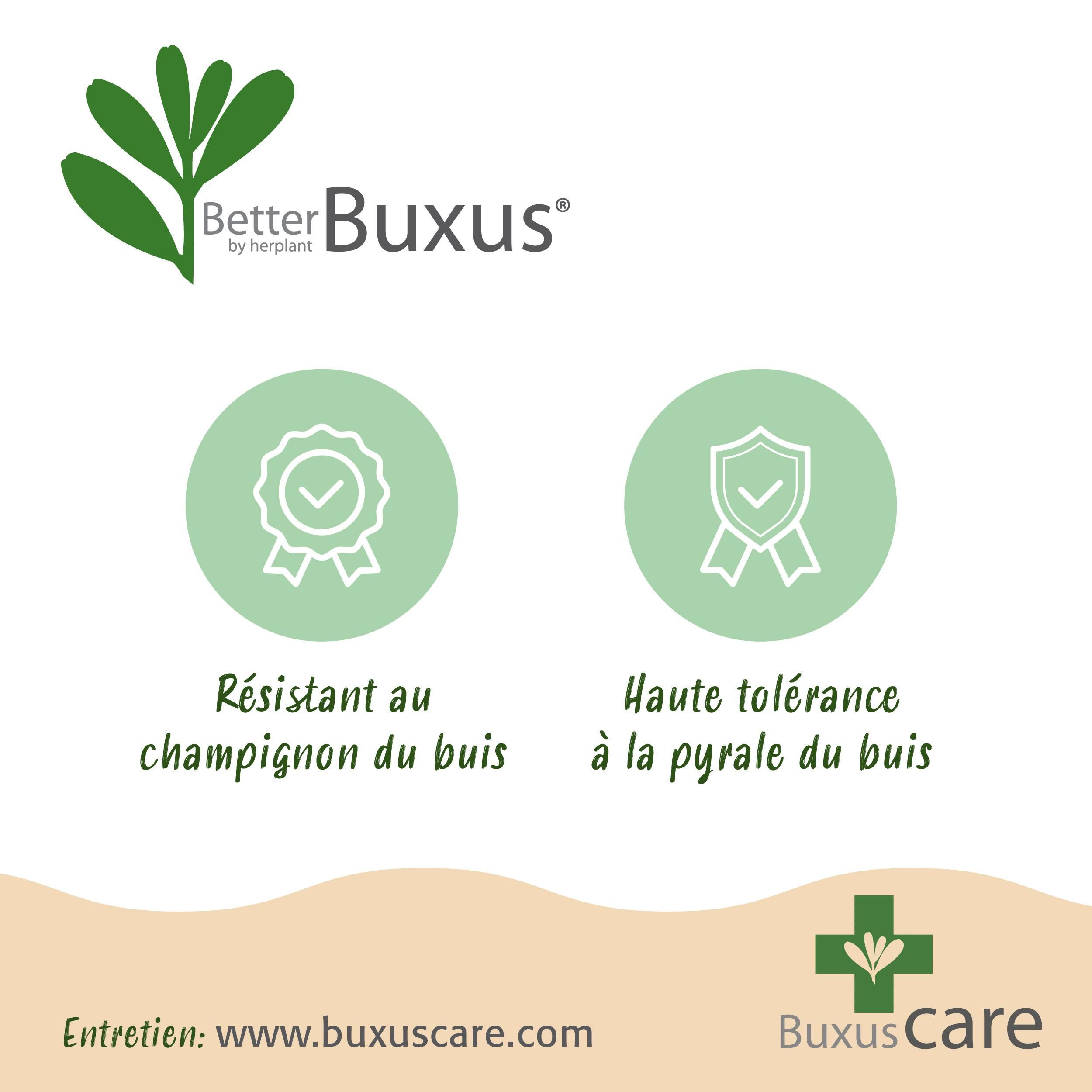 Buxus Haag - BetterBuxus Babylon Beauty - Resistant tegen de Buxus Schimmel - 14 planten - 2 strekkende meter - pot 10,5cm hoogte 25-30 (8720862103542)