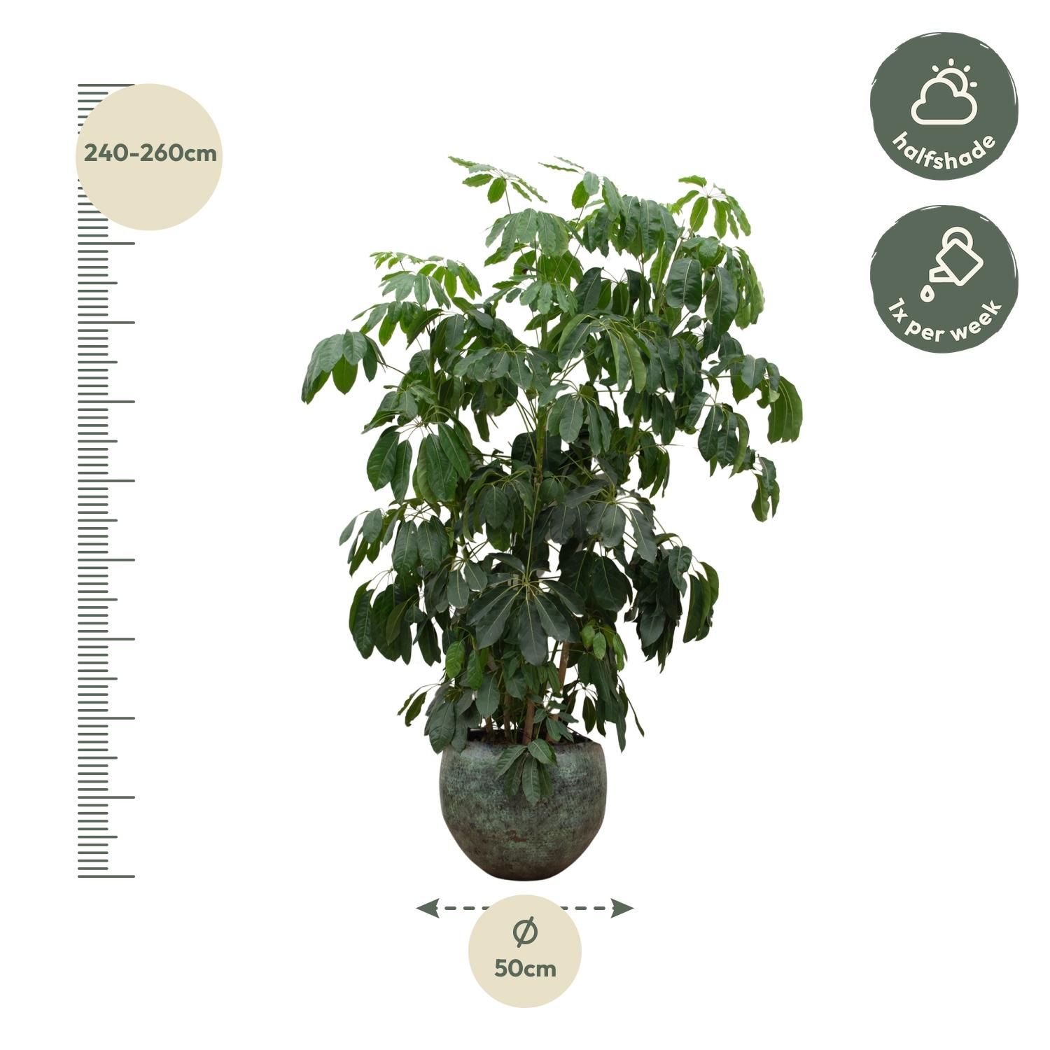 Schefflera Amate XL - 220 cm - ø45 (8721055693994)