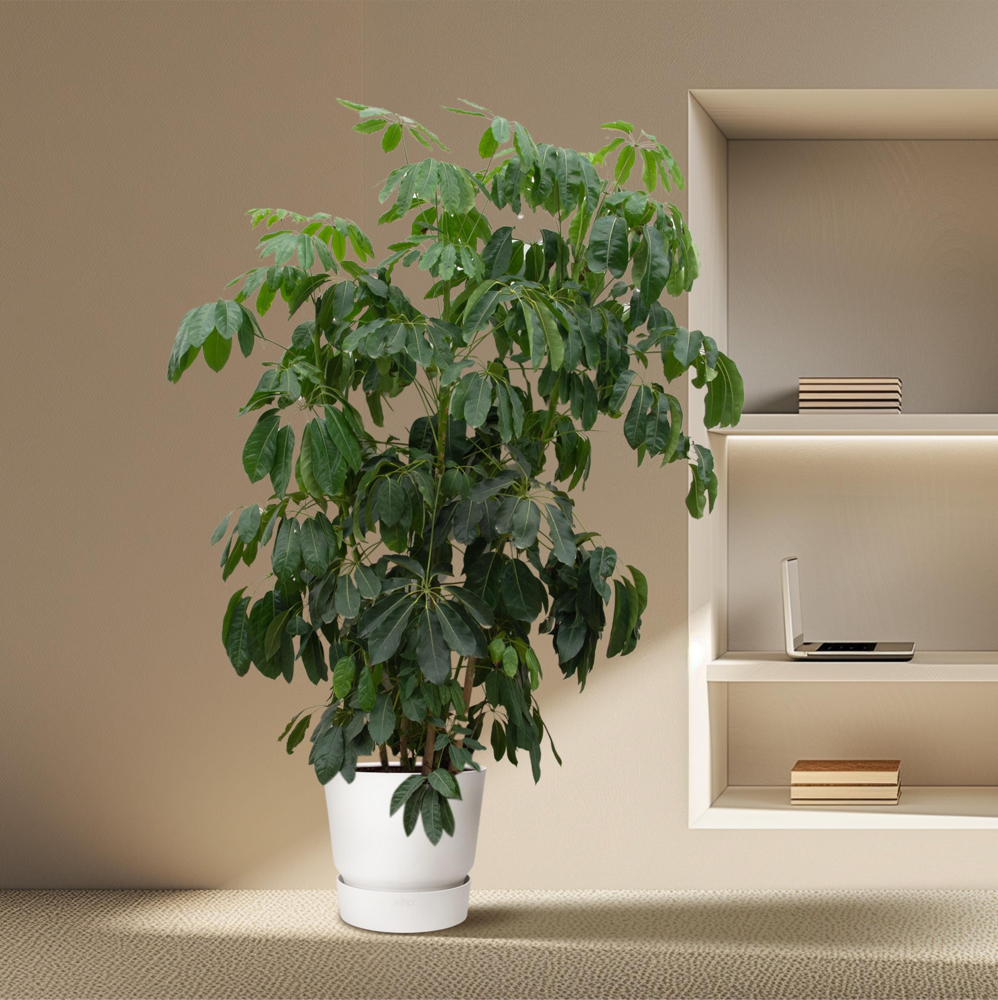 Schefflera Amate XL - 220 cm - ø45 (8721055693994)