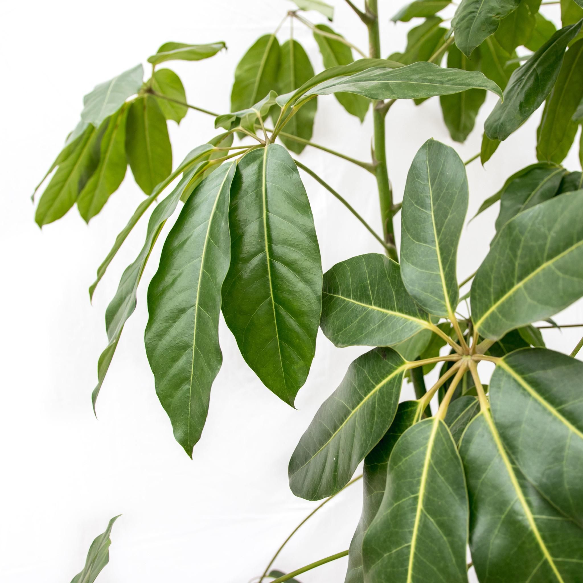 Schefflera Amate XL - 220 cm - ø45 (8721055693994)