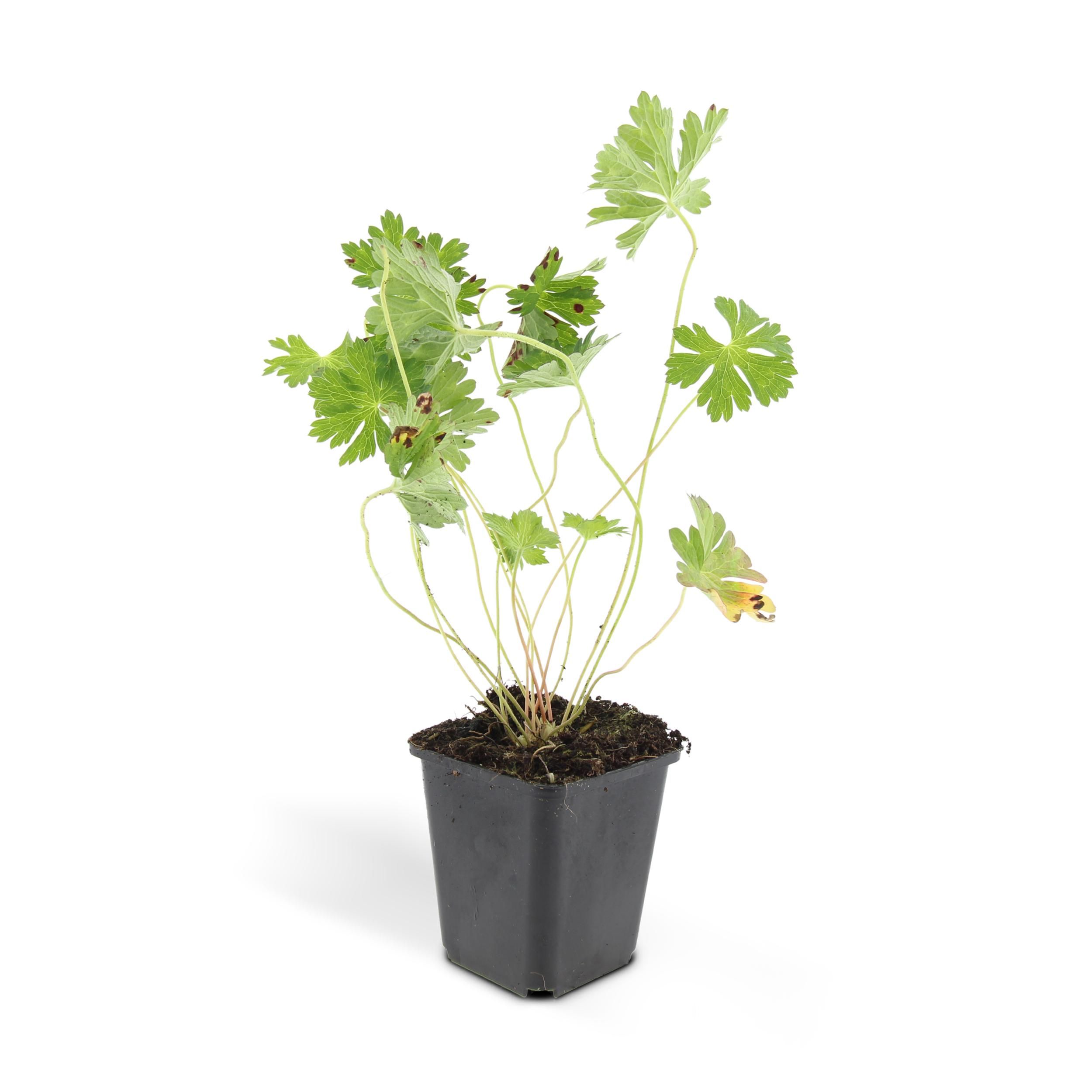 Garden basics 6x Geranium Rozanne - ↕10-25cm - Ø9cm (46919)