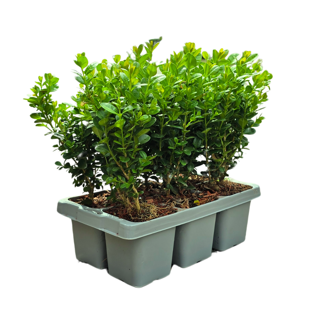Plants by frank 2 x 6-Pack Buxus NewGen Freedom – Winterharde Groenblijvende Struiken 12 x Ø7 cm | Compacte Buxus (50231)