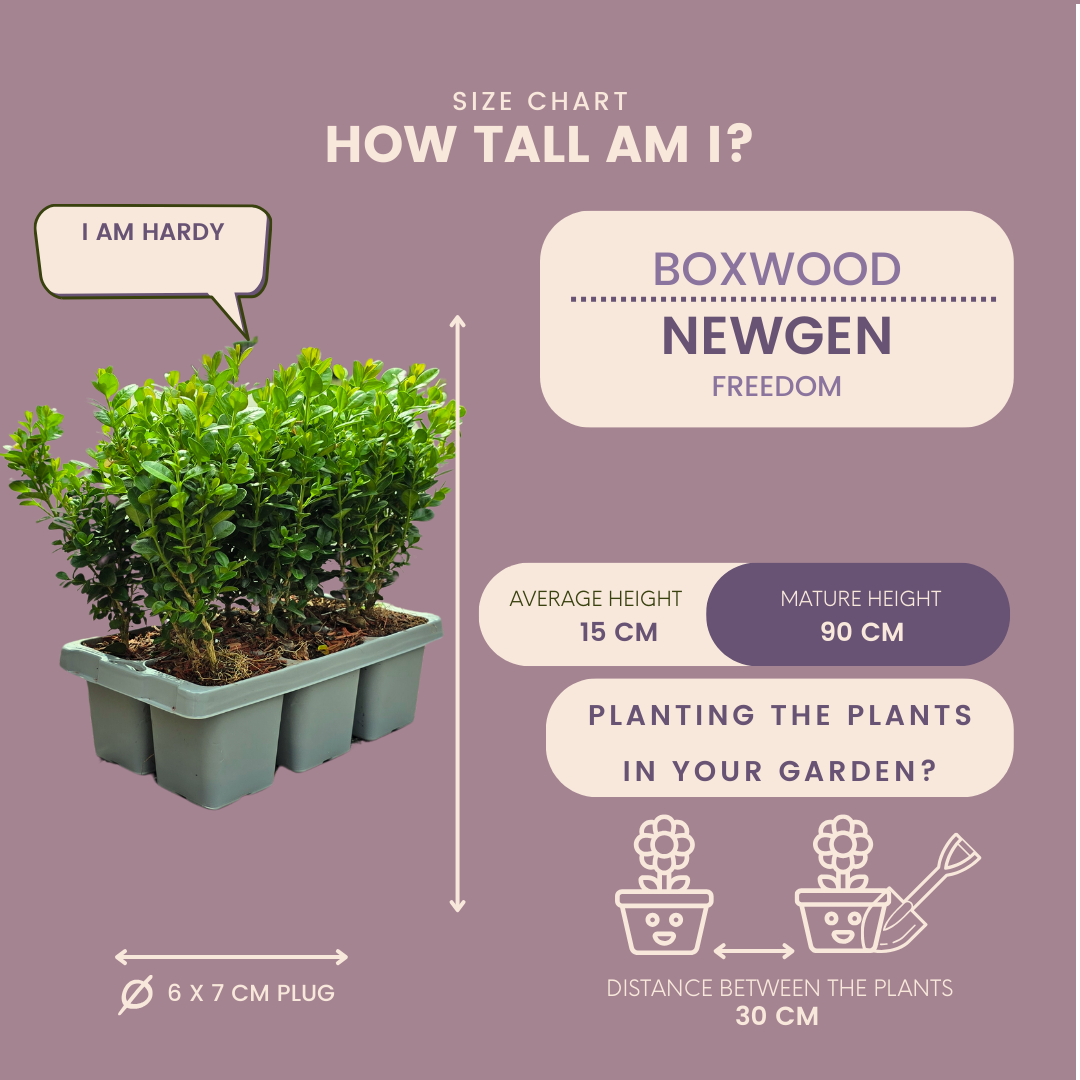 Plants by frank 2 x 6-Pack Buxus NewGen Freedom – Winterharde Groenblijvende Struiken 12 x Ø7 cm | Compacte Buxus (50231)