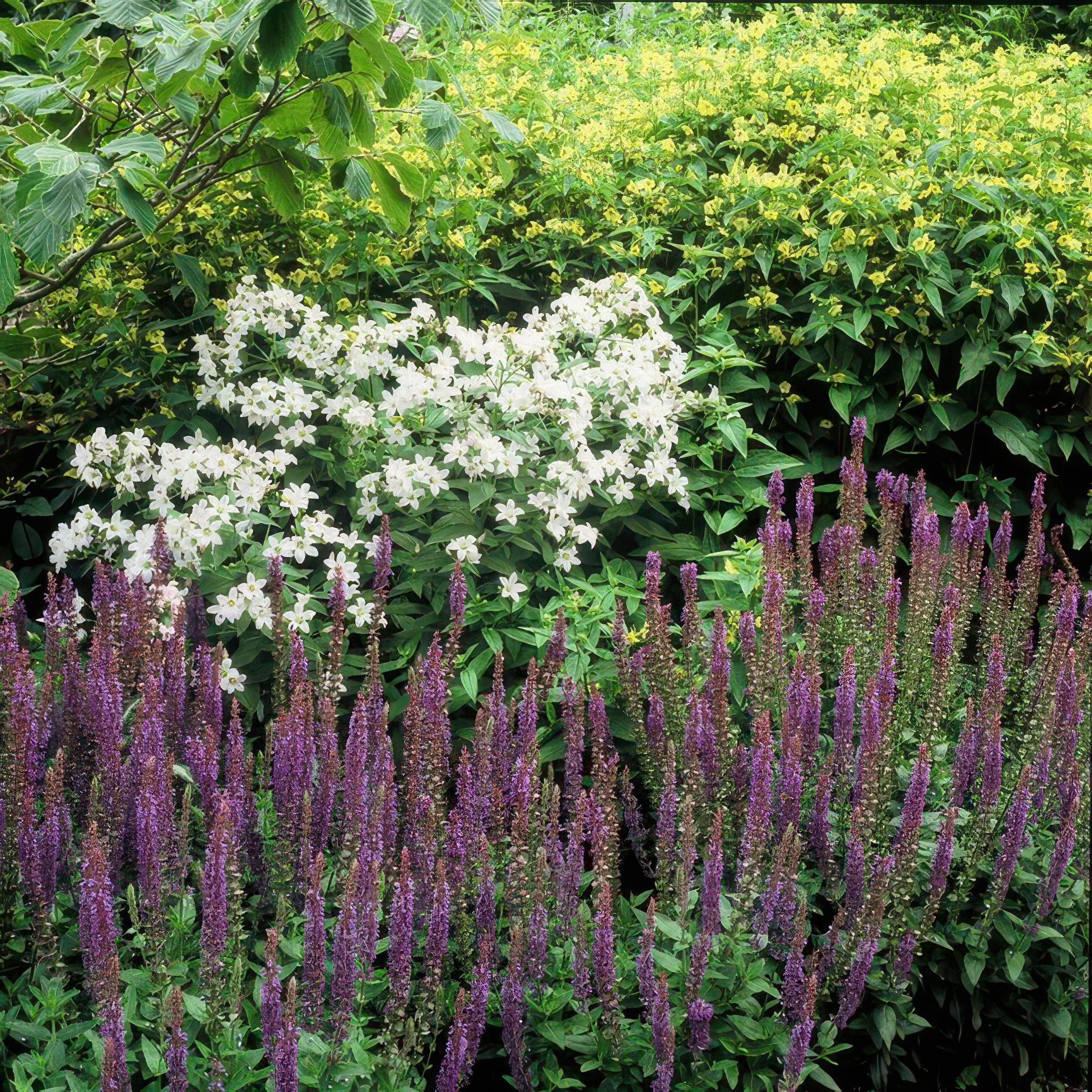 Garden basics 60x Salvia nem. 'Ostfriesland' - ↕10-25cm - Ø9cm (46989)