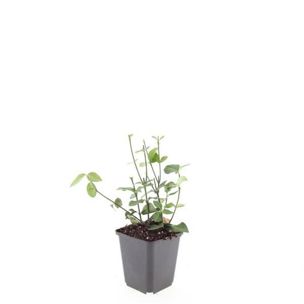 Garden basics 24x Euonymus fort. 'Coloratus' - ↕10-25cm - Ø9cm (50402)