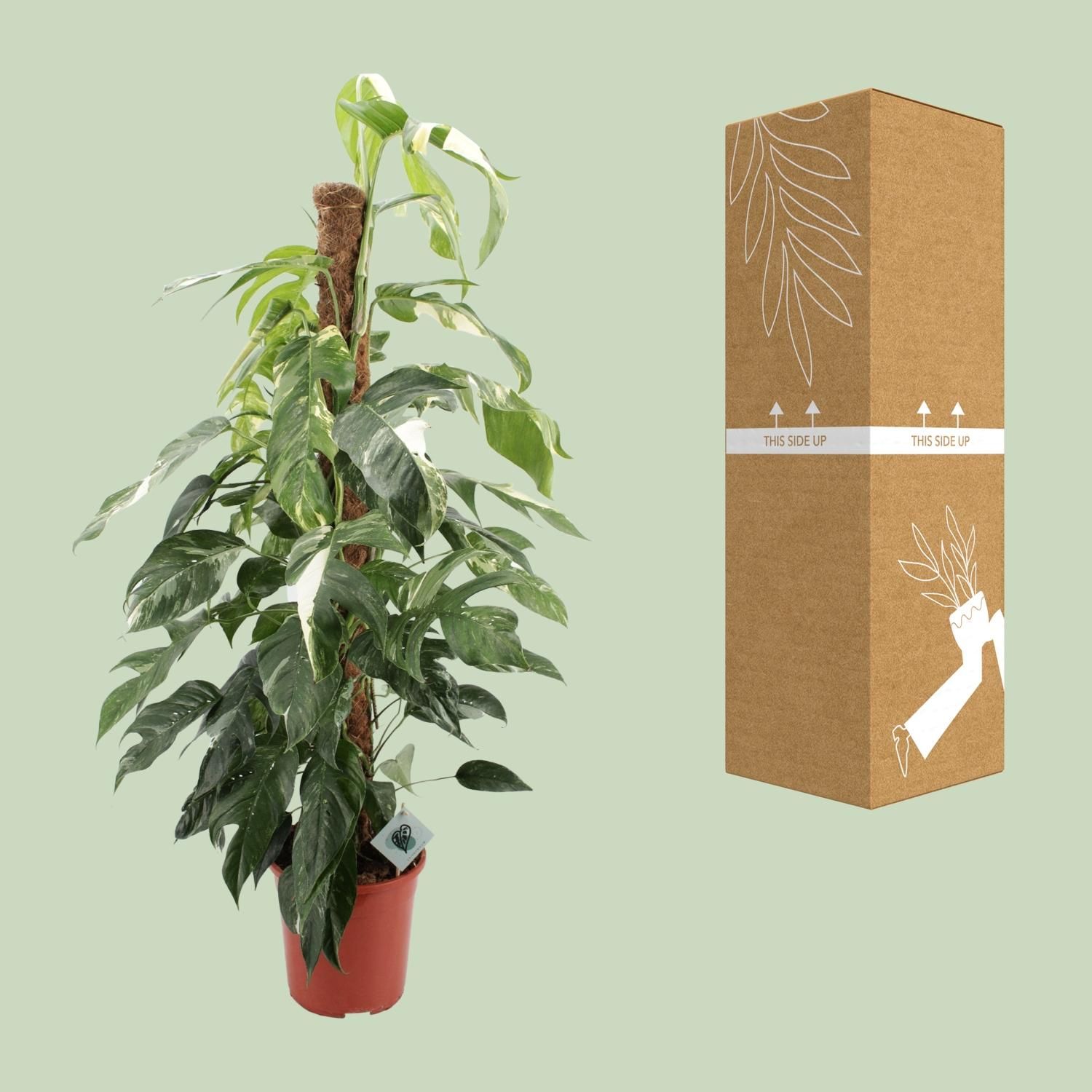 Epipremnum Pinnatum Albo Variegata (12589)